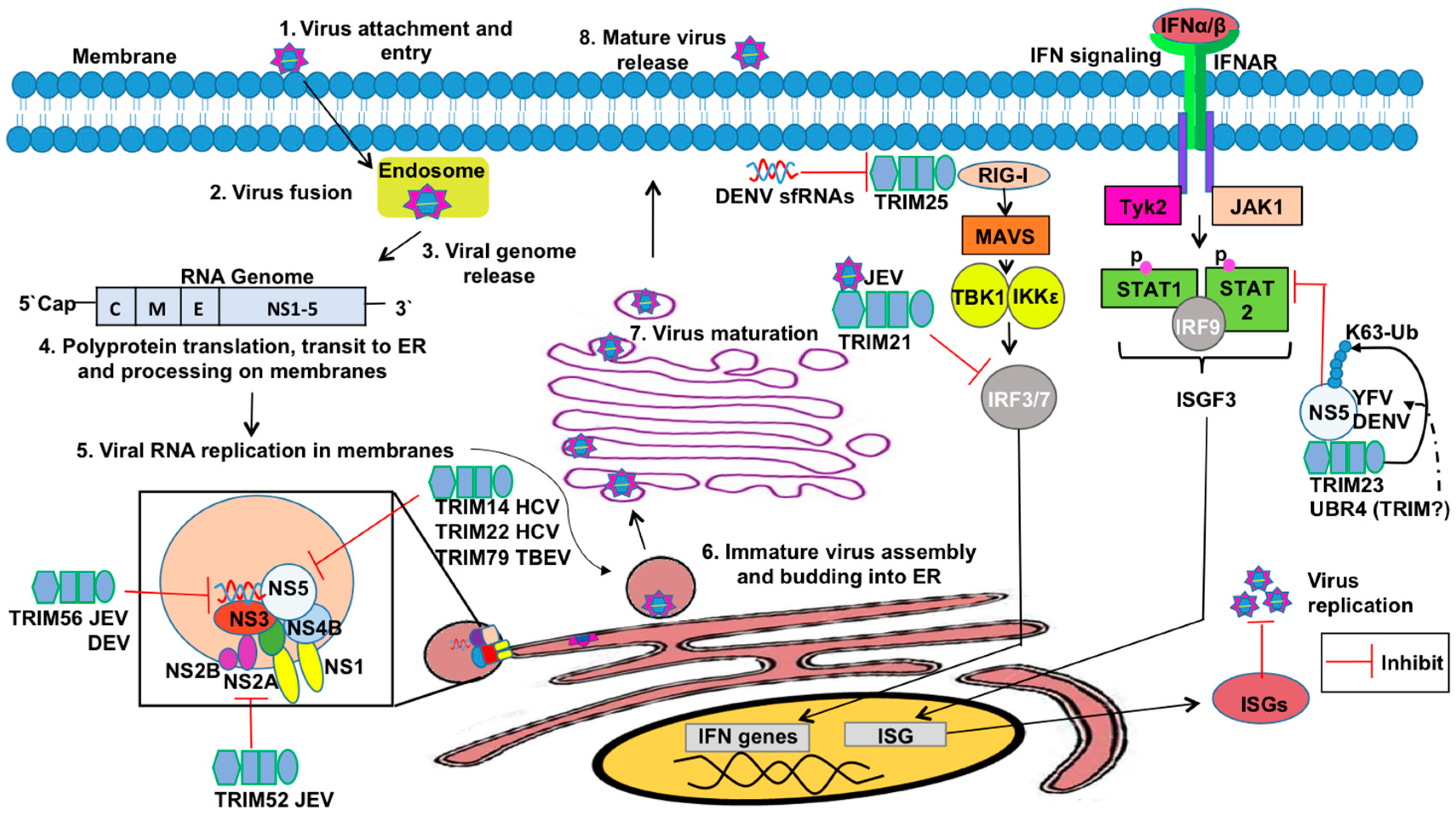 Vaccines 05 00023 g005 Vaccines 05 00023 g005
