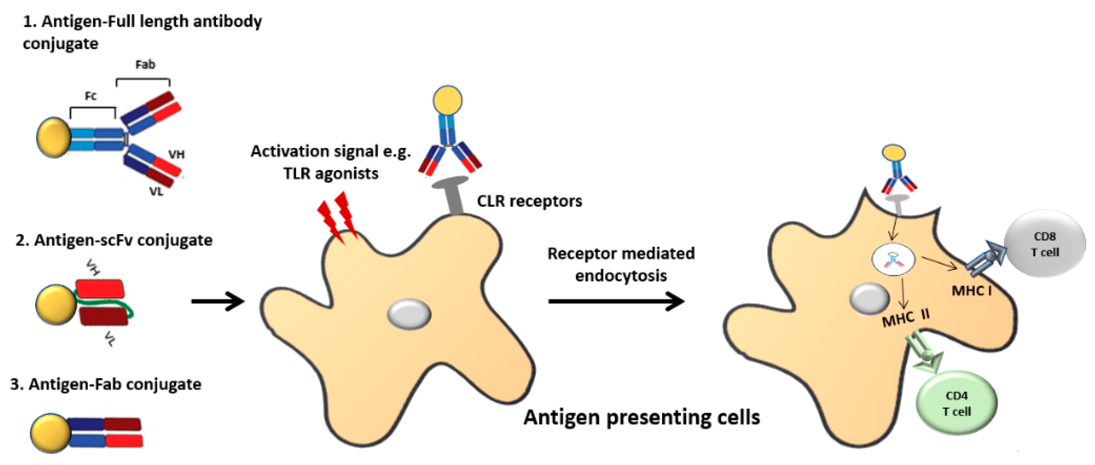 Antigen Vs Antibody Cartoon