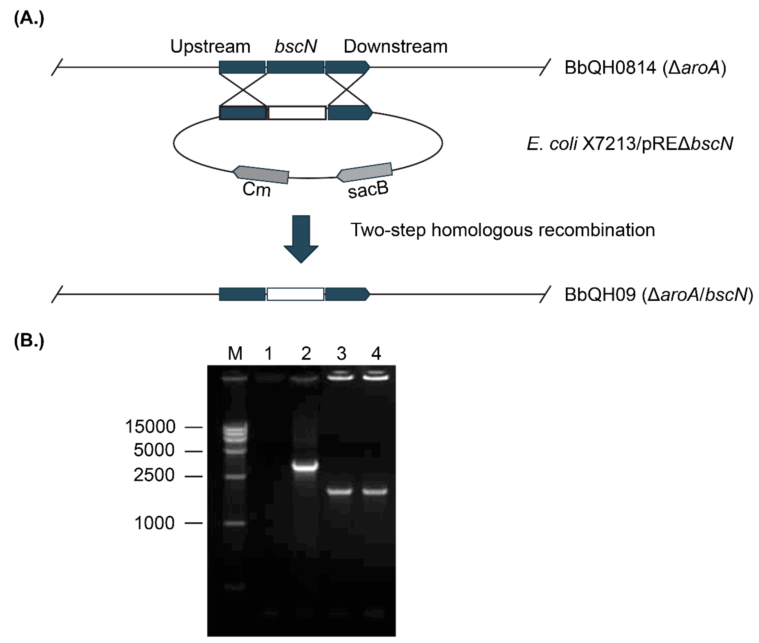 Vaccines 07 00176 g001