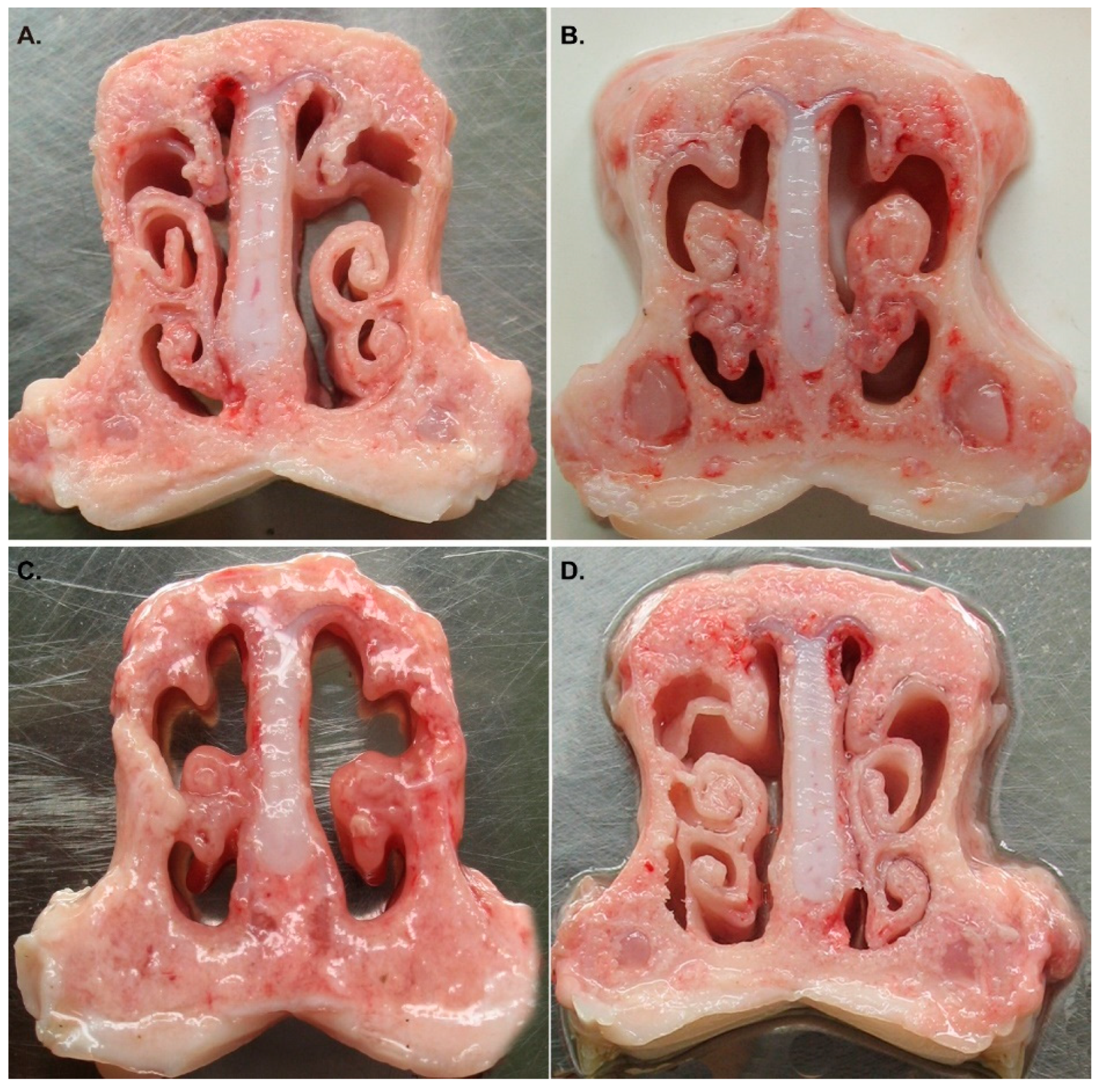 Vaccines 07 00176 g004