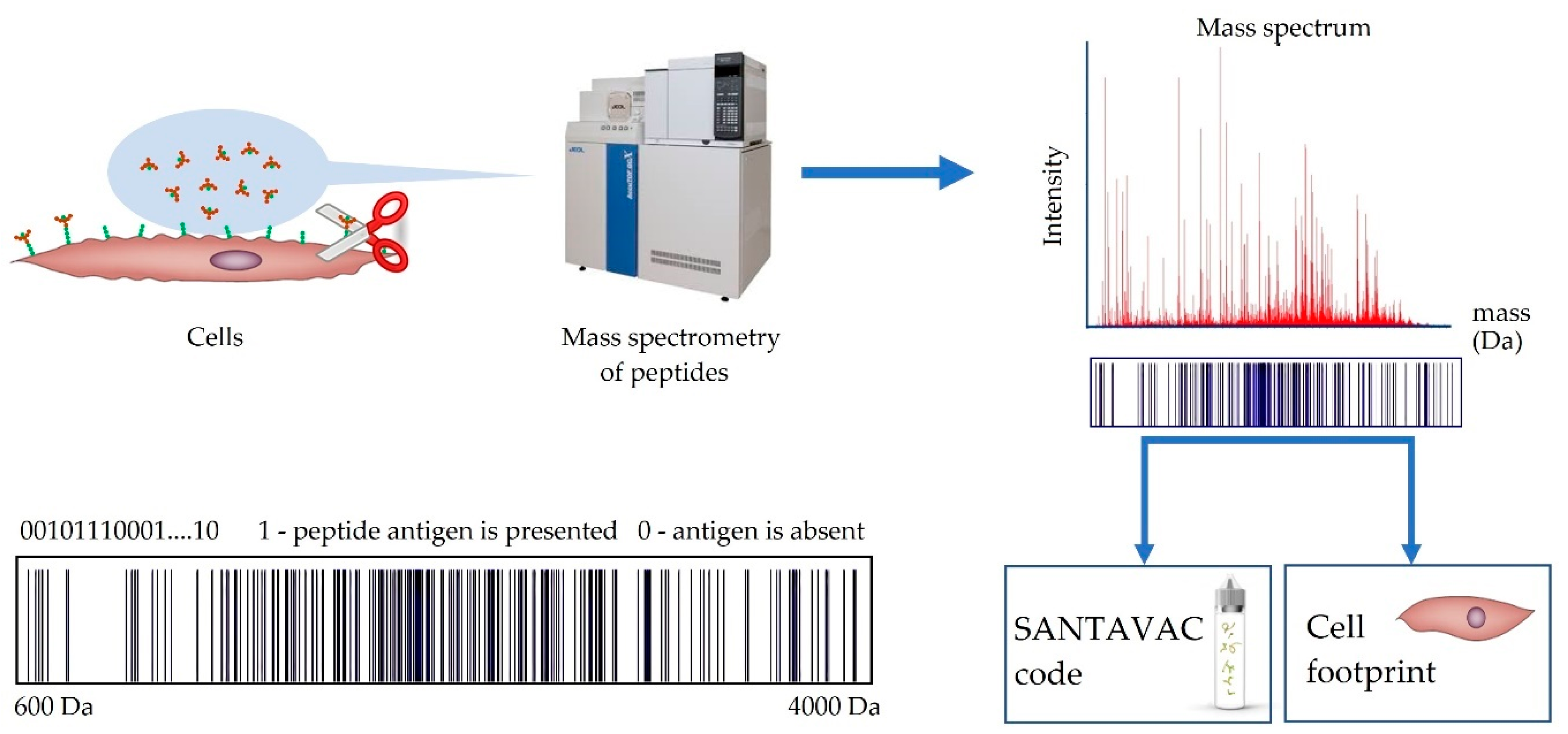 Vaccines 07 00186 g003