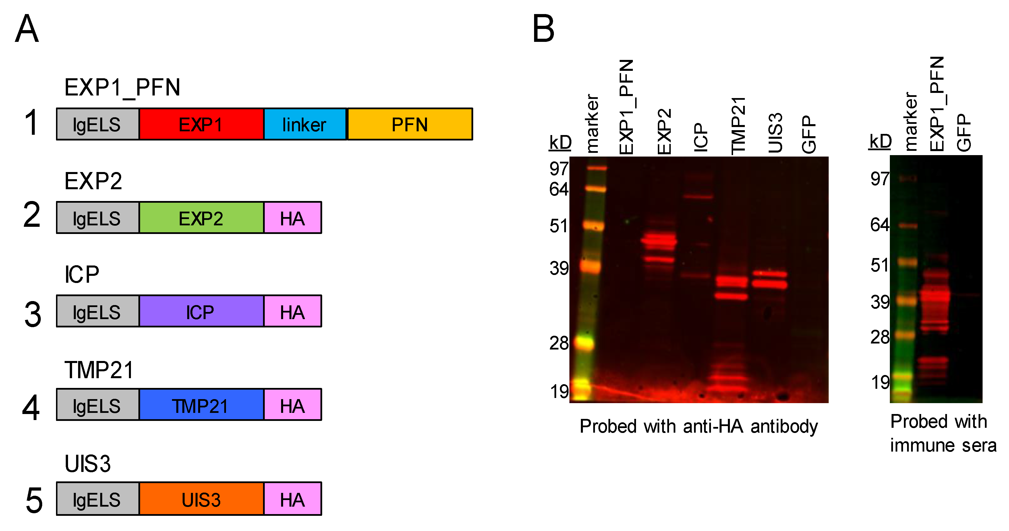 Vaccines Free Full Text Synthetic Dna Vaccines Adjuvanted With Pil 33 Drive Liver Localized T Cells And Provide Protection From Plasmodium Challenge In A Mouse Model Html