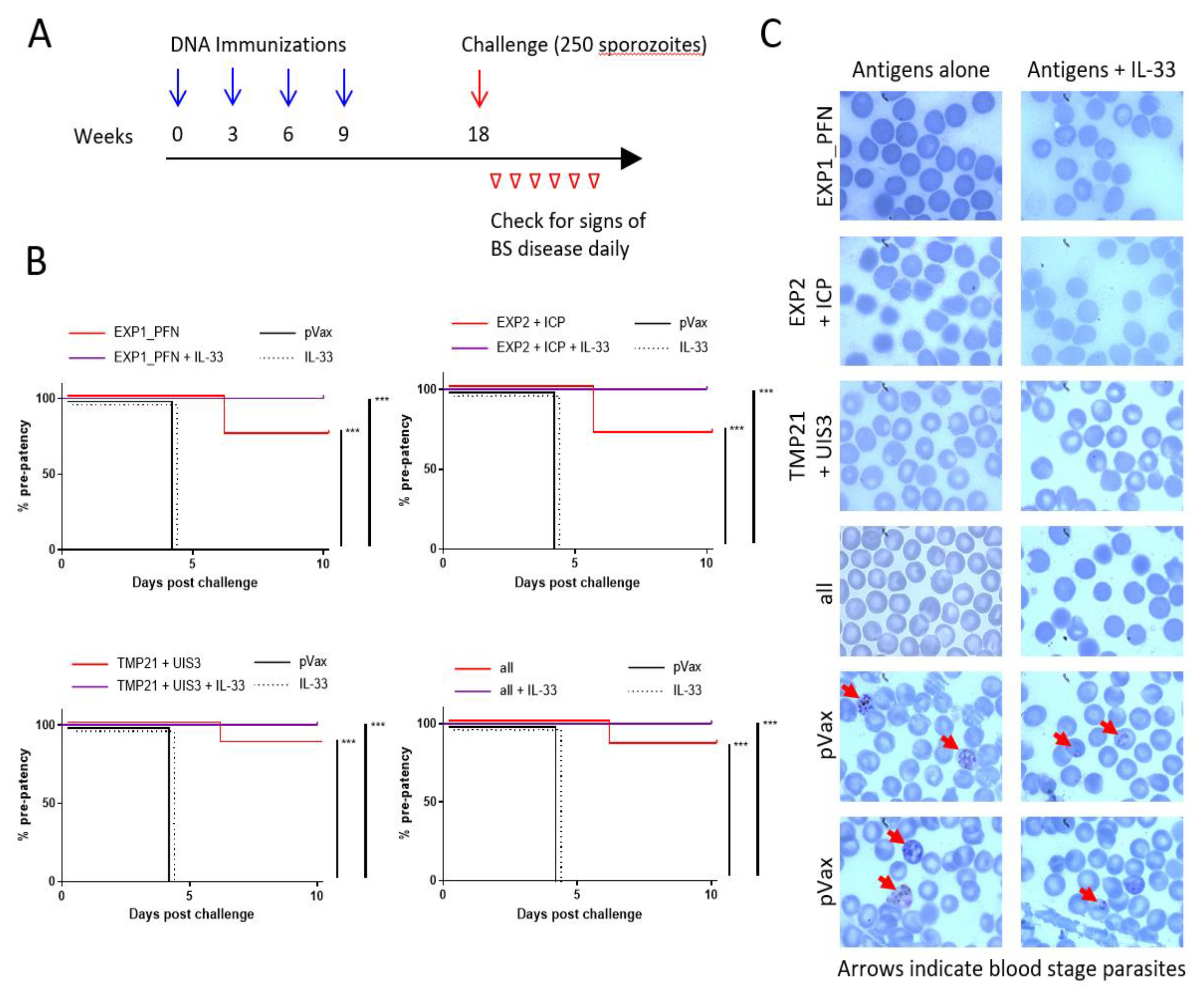 Vaccines Free Full Text Synthetic Dna Vaccines Adjuvanted With Pil 33 Drive Liver Localized T Cells And Provide Protection From Plasmodium Challenge In A Mouse Model Html