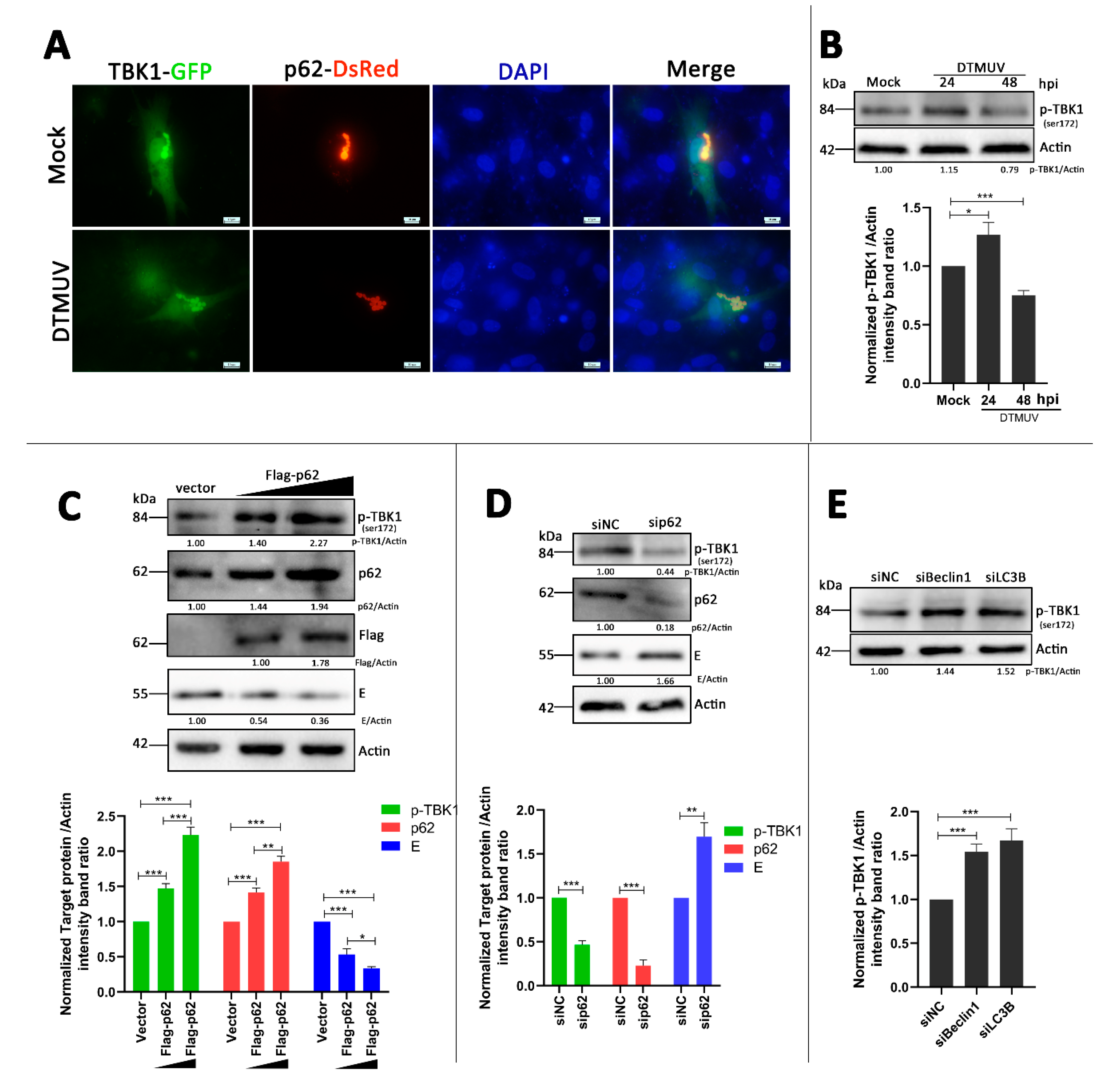 Vaccines | Free Full-Text | Autophagy Promotes Duck Tembusu Virus ...