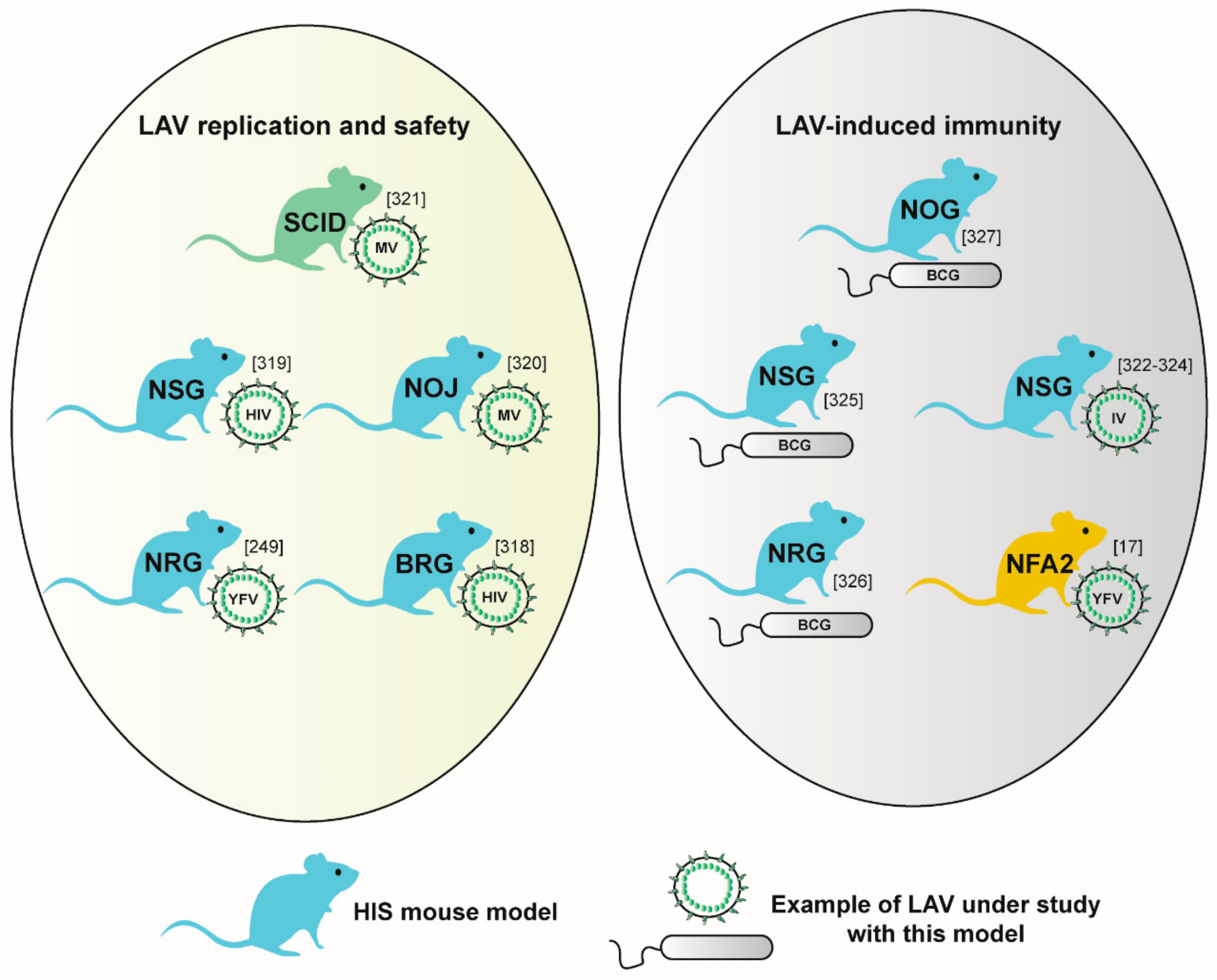 Vaccines | Free Full-Text | Humanized Mice for Live-Attenuated 