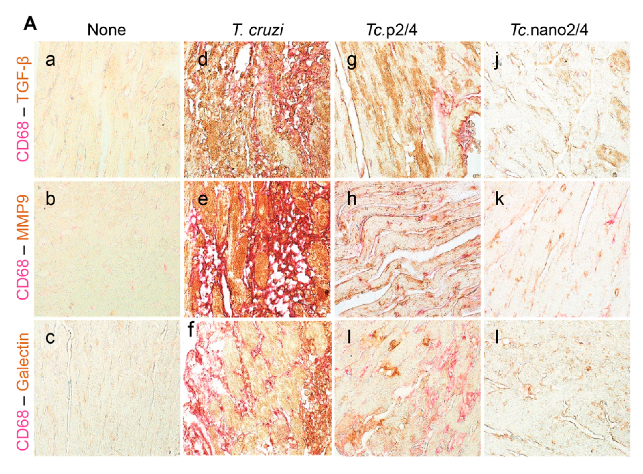 Vaccines 08 00096 g006a Vaccines 08 00096 g006a