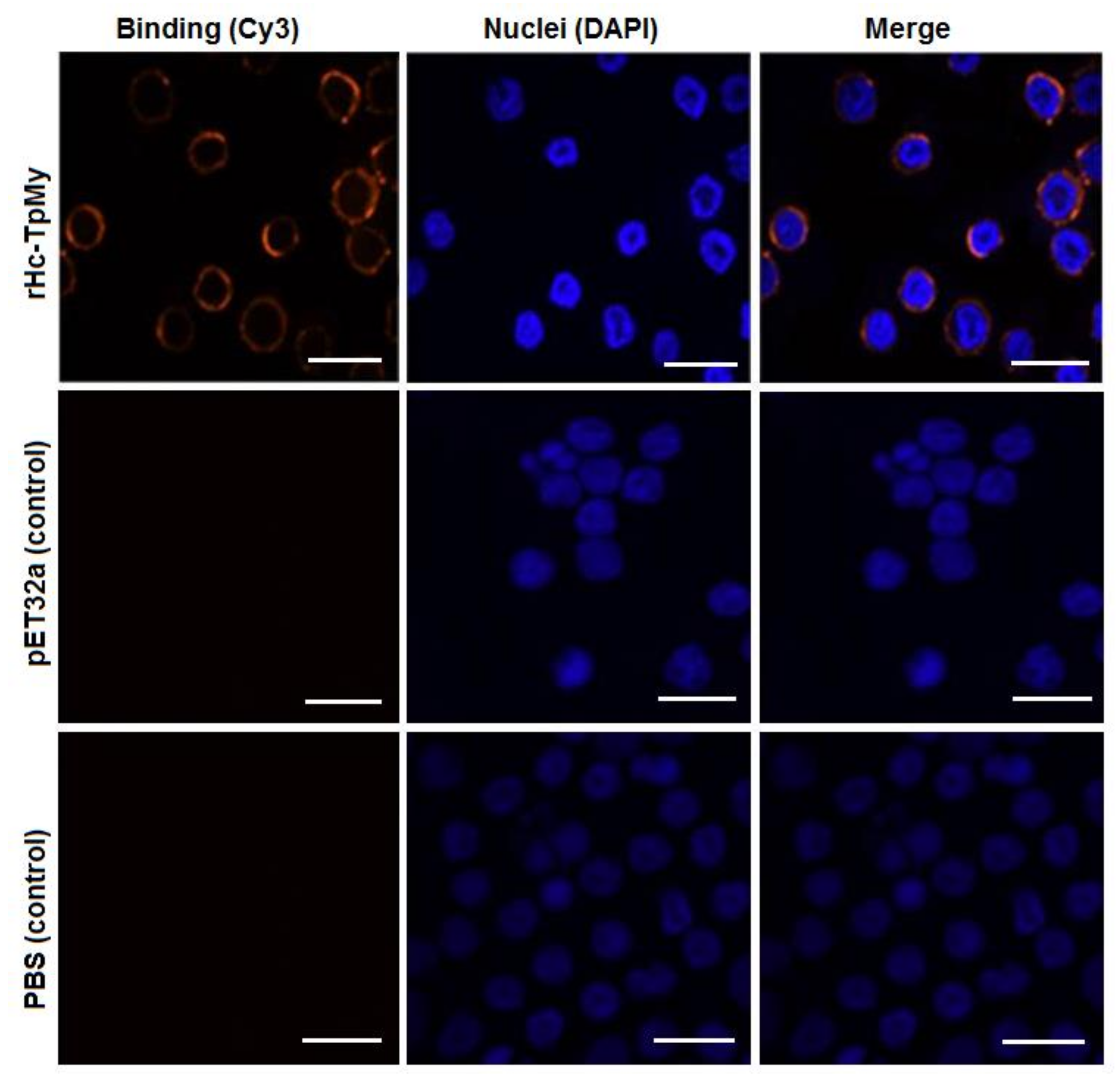 Vaccines 08 00109 g002