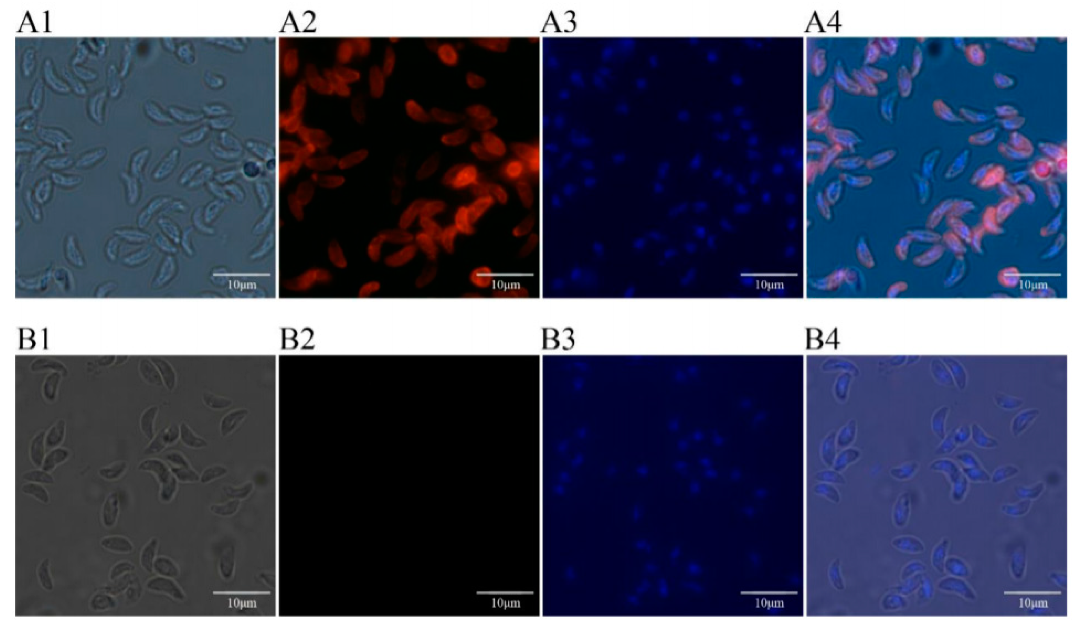 Vaccines 08 00158 g004 Vaccines 08 00158 g004