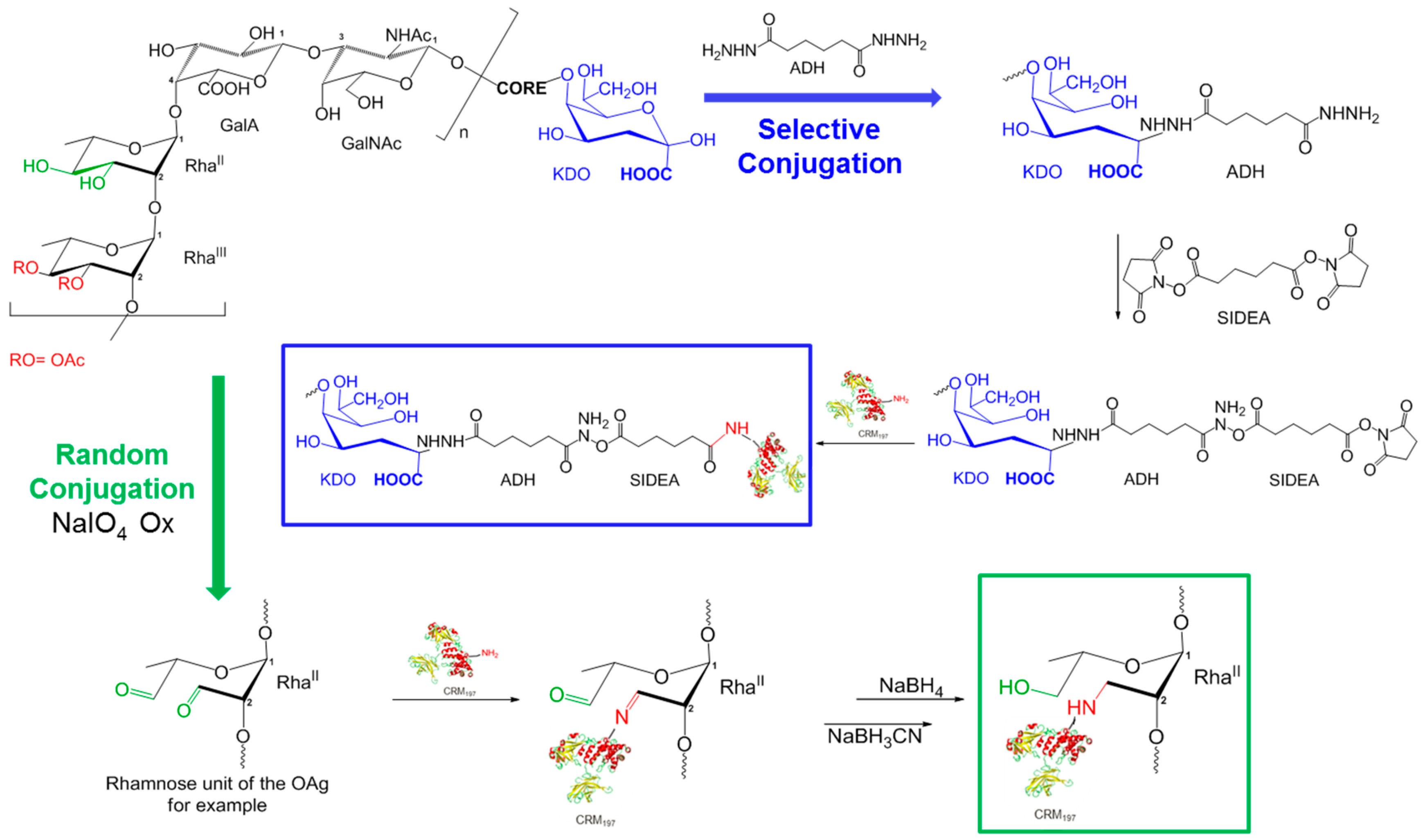 Vaccines 08 00160 g003