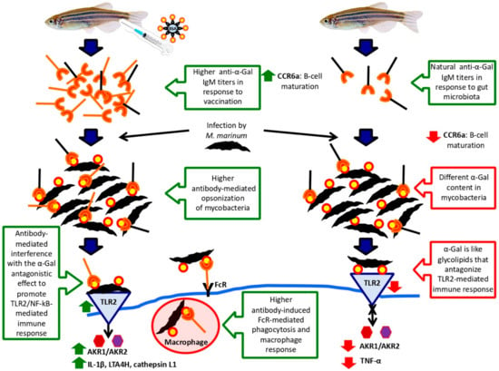 Ijms Special Issue Fish Molecular Biology