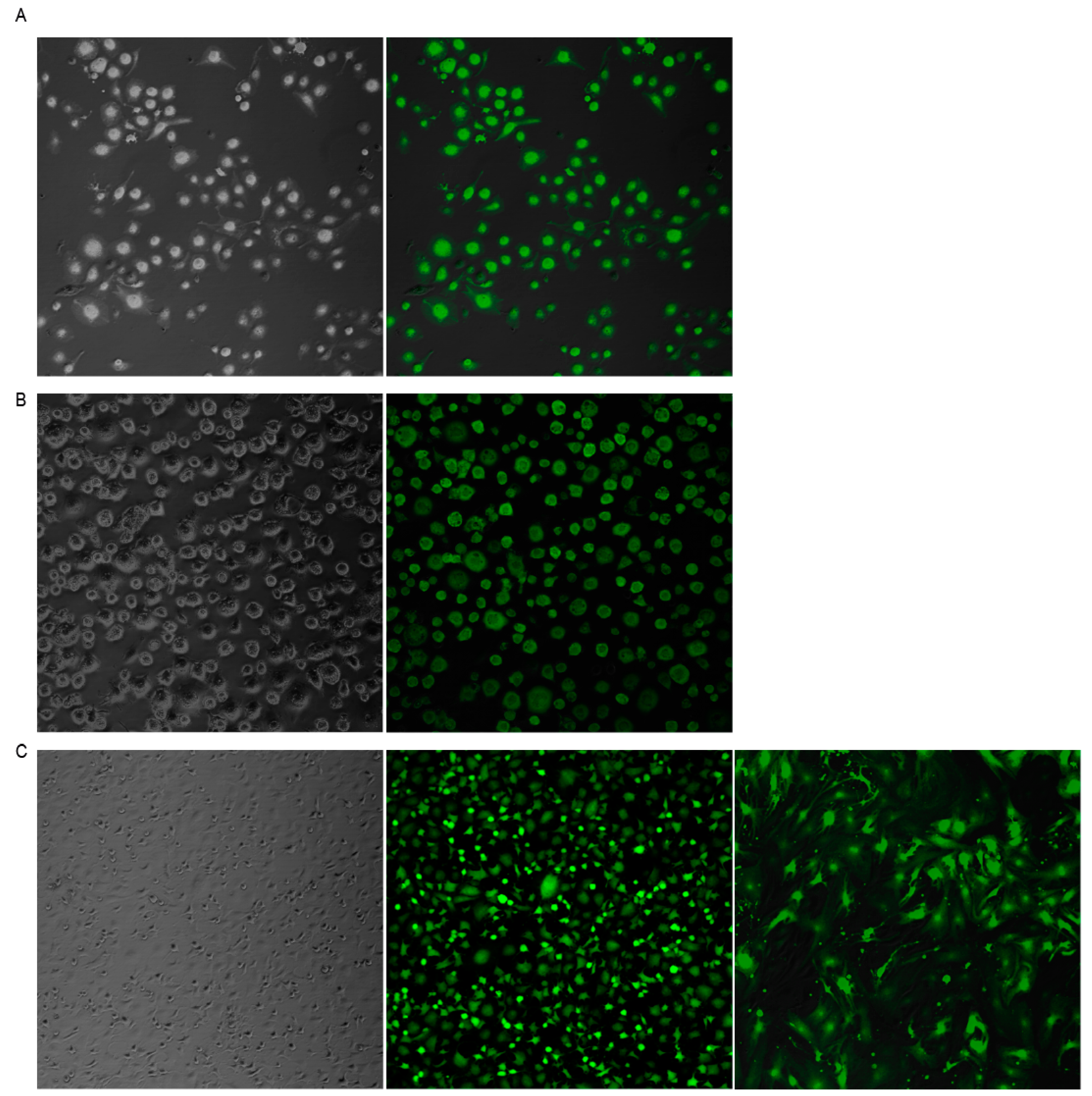 Vaccines 08 00206 g001 Vaccines 08 00206 g001