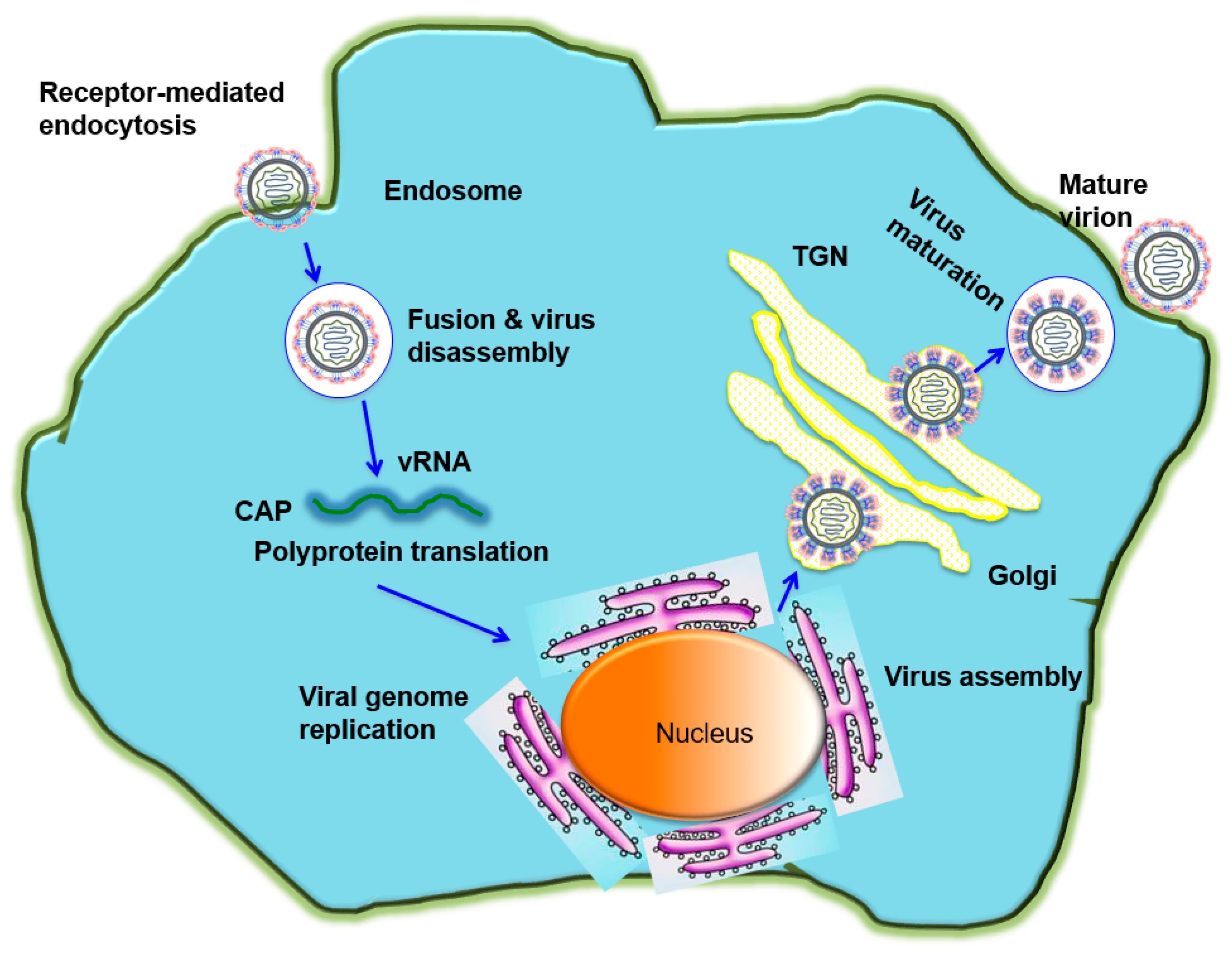 Vaccines | Free Full-Text | Recent Advances In The Development Of Virus ...