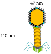 Vaccines 08 00504 i002
