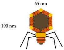 Vaccines 08 00504 i003