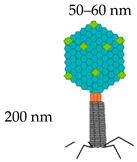 Vaccines 08 00504 i004