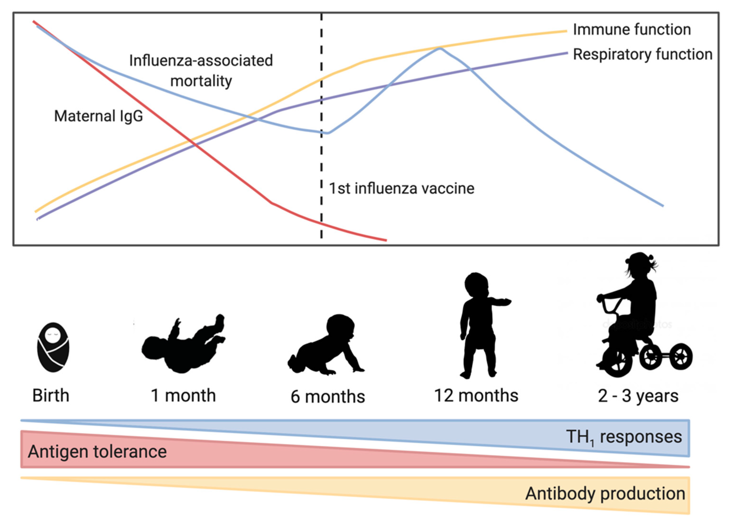 Vaccines | Free Full-Text | The Power of First Impressions: Can Influenza  Imprinting during Infancy Inform Vaccine Design?