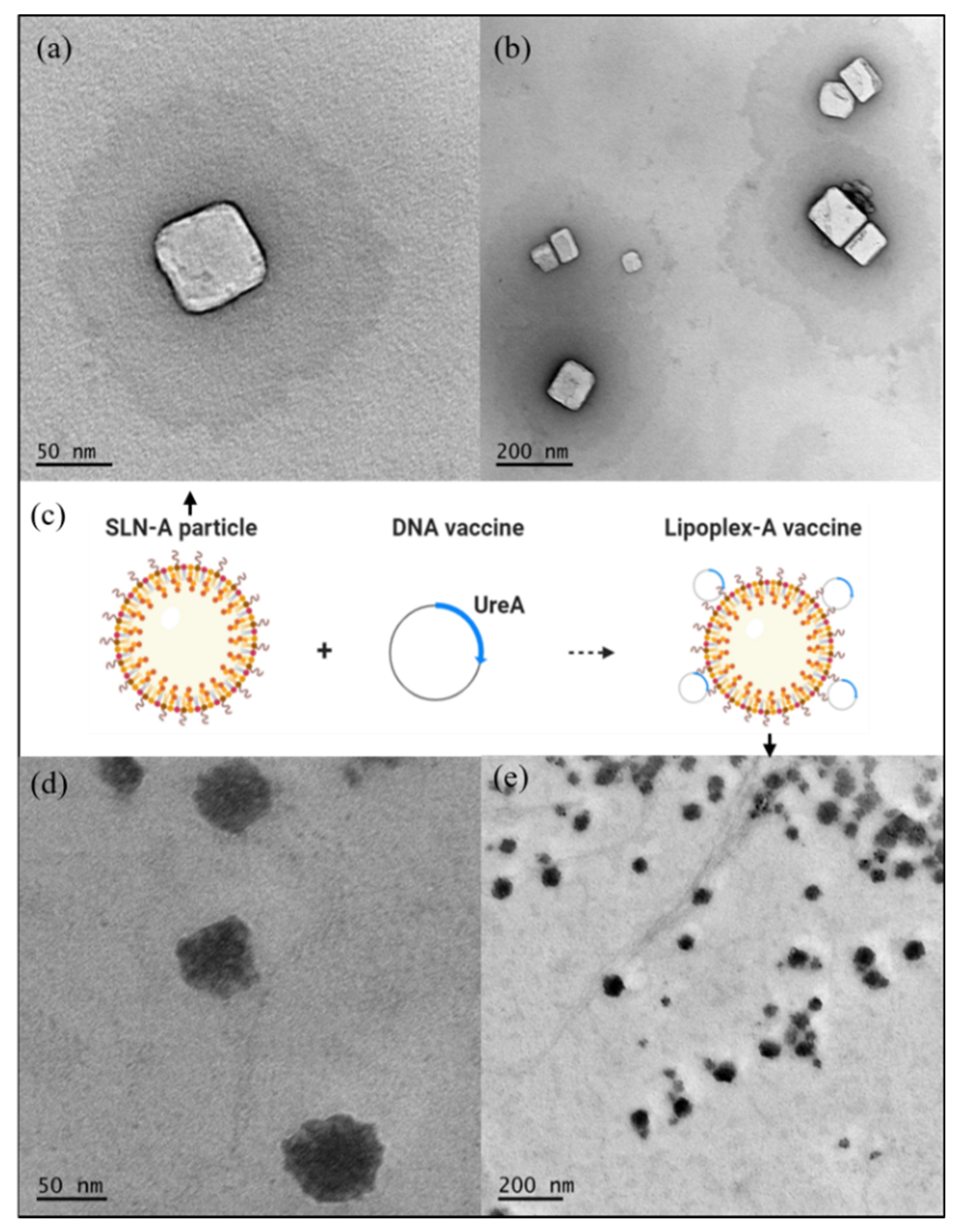 https://www.mdpi.com/vaccines/vaccines-08-00551/article_deploy/html/images/vaccines-08-00551-g001.png