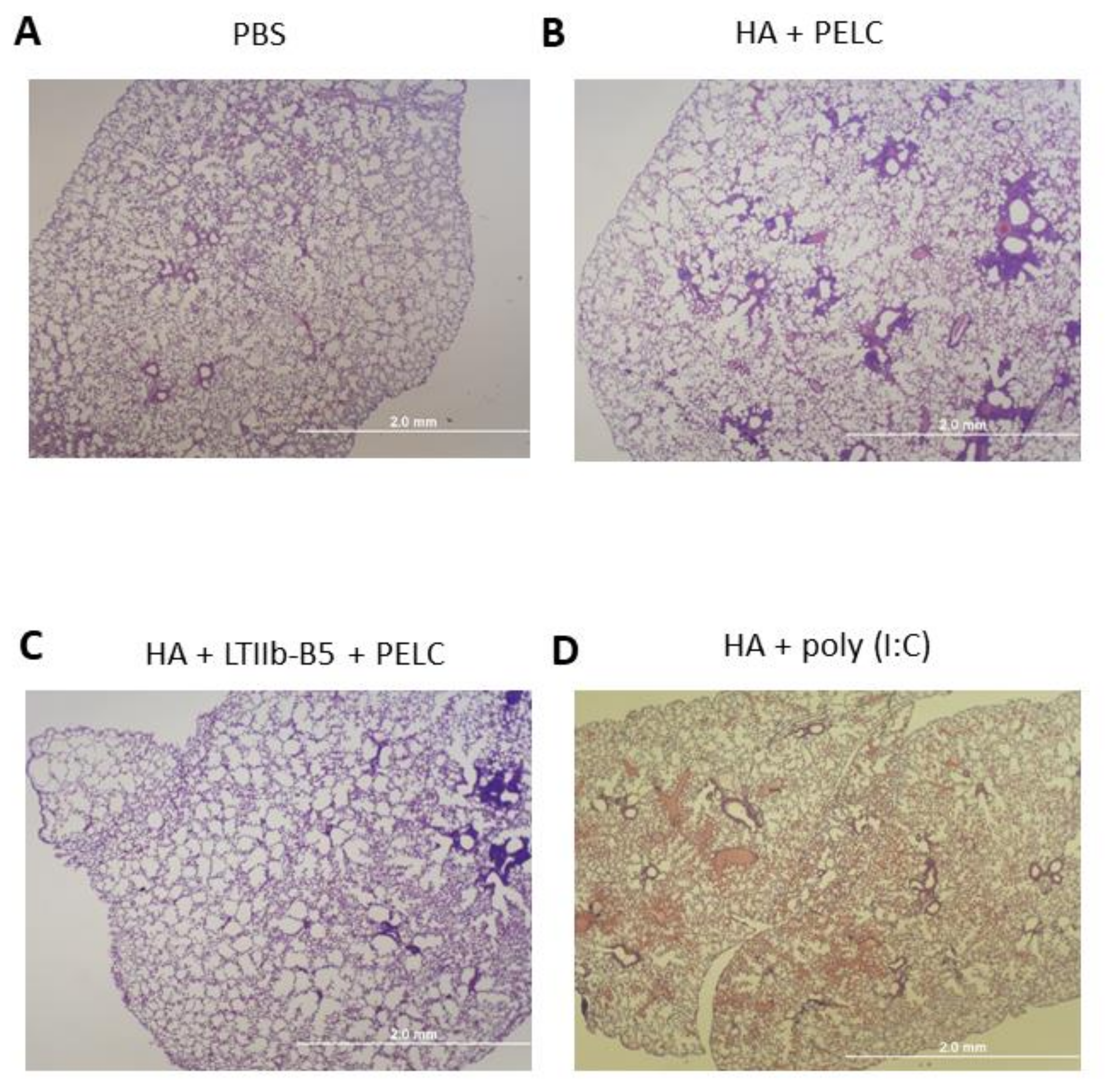 Vaccines 08 00710 g004