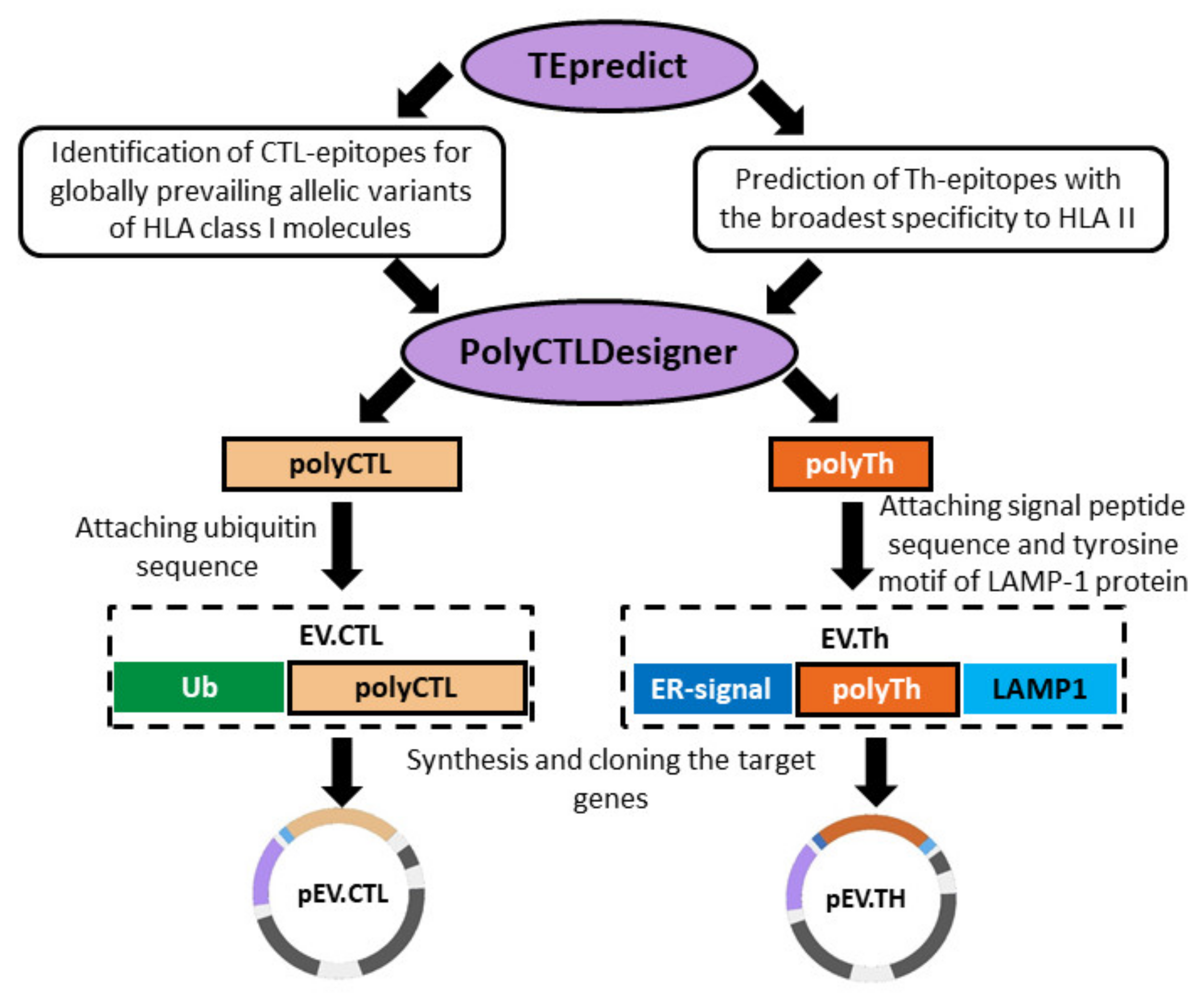 Vaccines 08 00718 g001 Vaccines 08 00718 g001