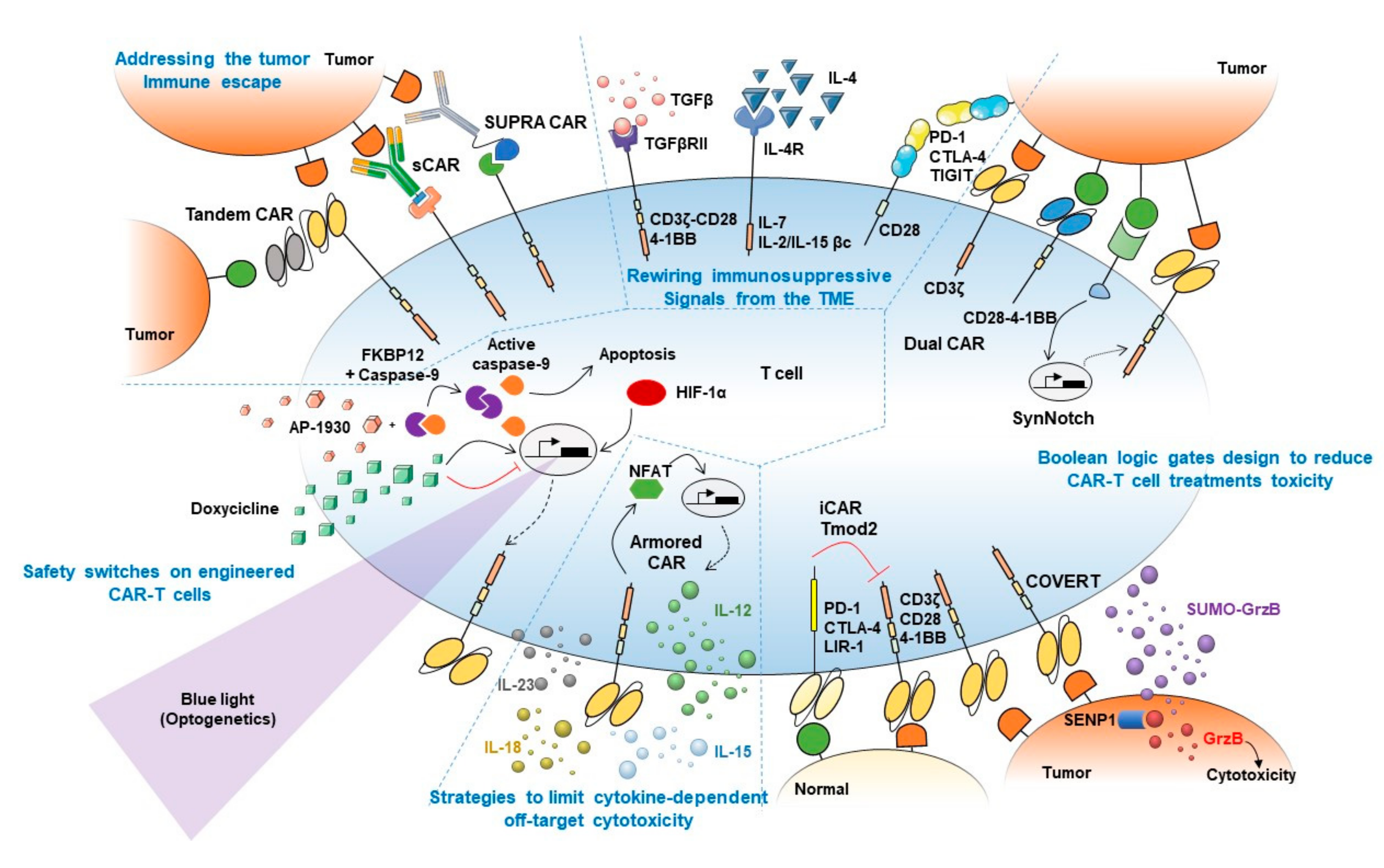 Synthetic essentiality: Targeting tumor suppressor deficiencies in cancer -  Zhao - 2017 - BioEssays - Wiley Online Library