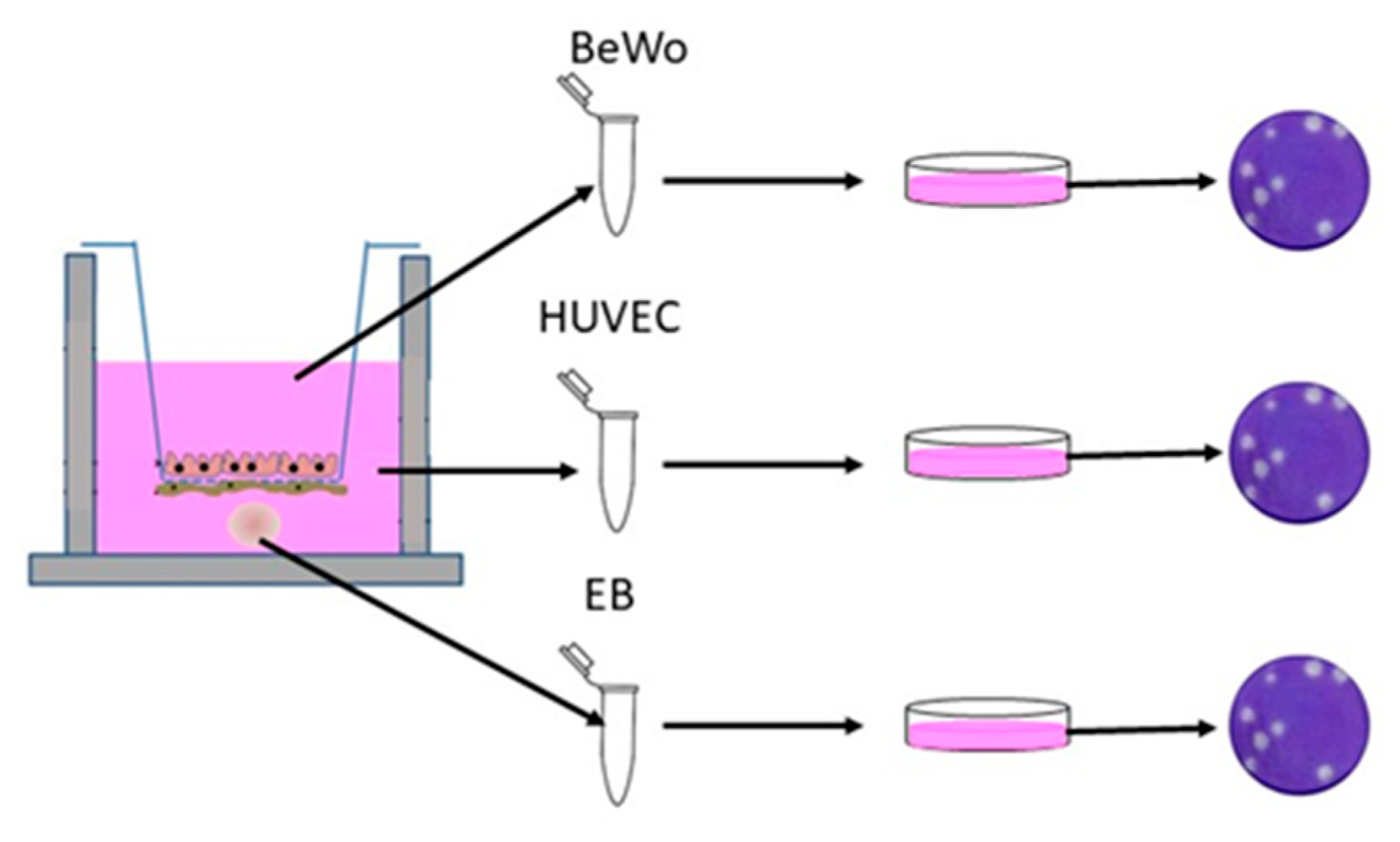 Vaccines 08 00752 g002 Vaccines 08 00752 g002