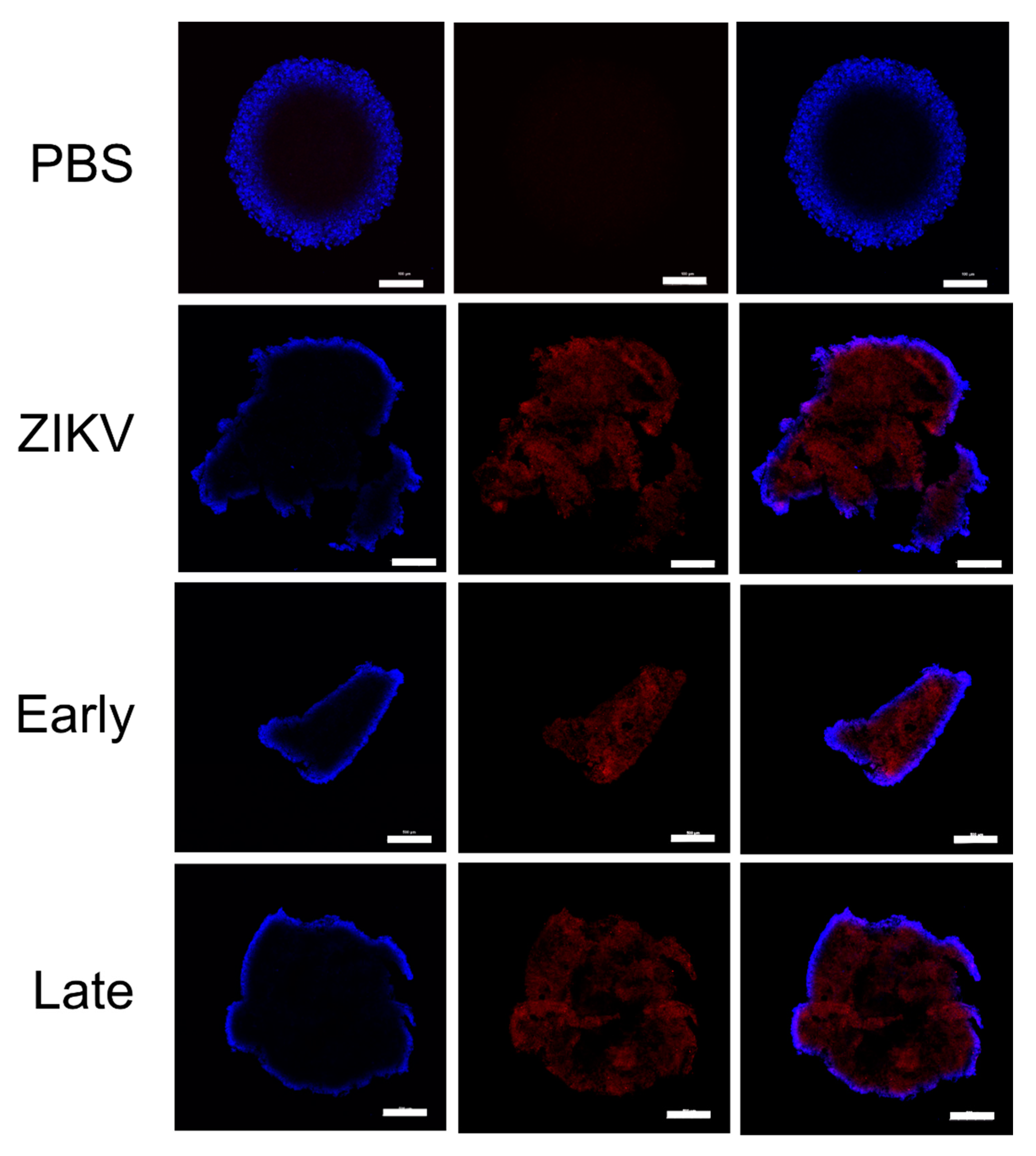 Vaccines 08 00752 g007 Vaccines 08 00752 g007