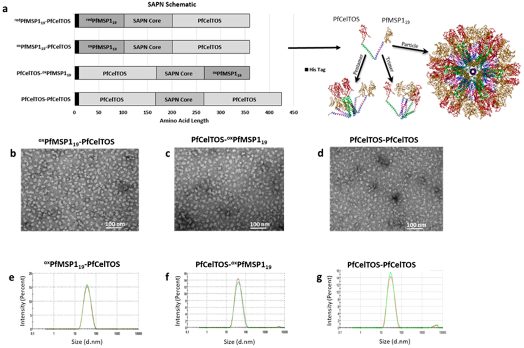 Rationally Designed Self-Assembling Nanovaccines Elicit Robust