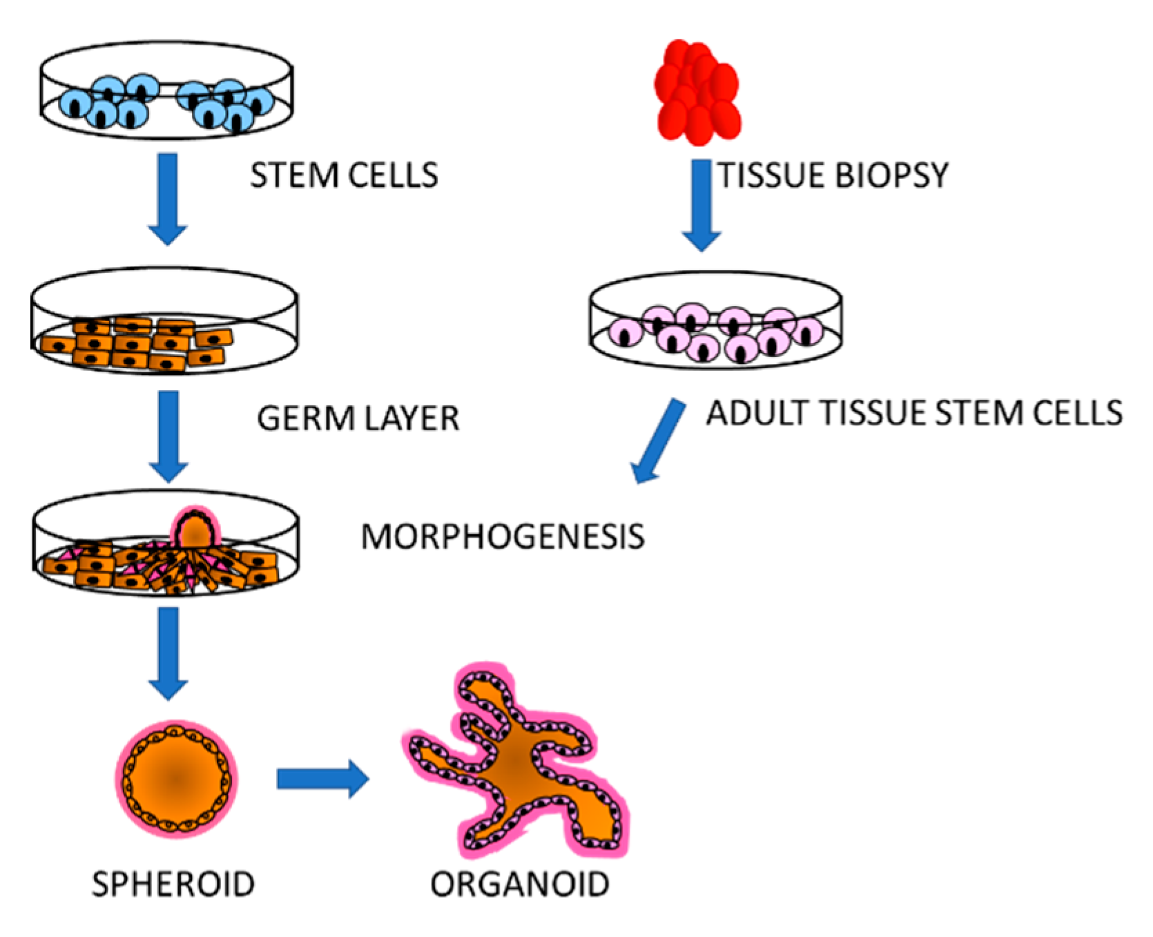 Vaccines 09 00105 g002