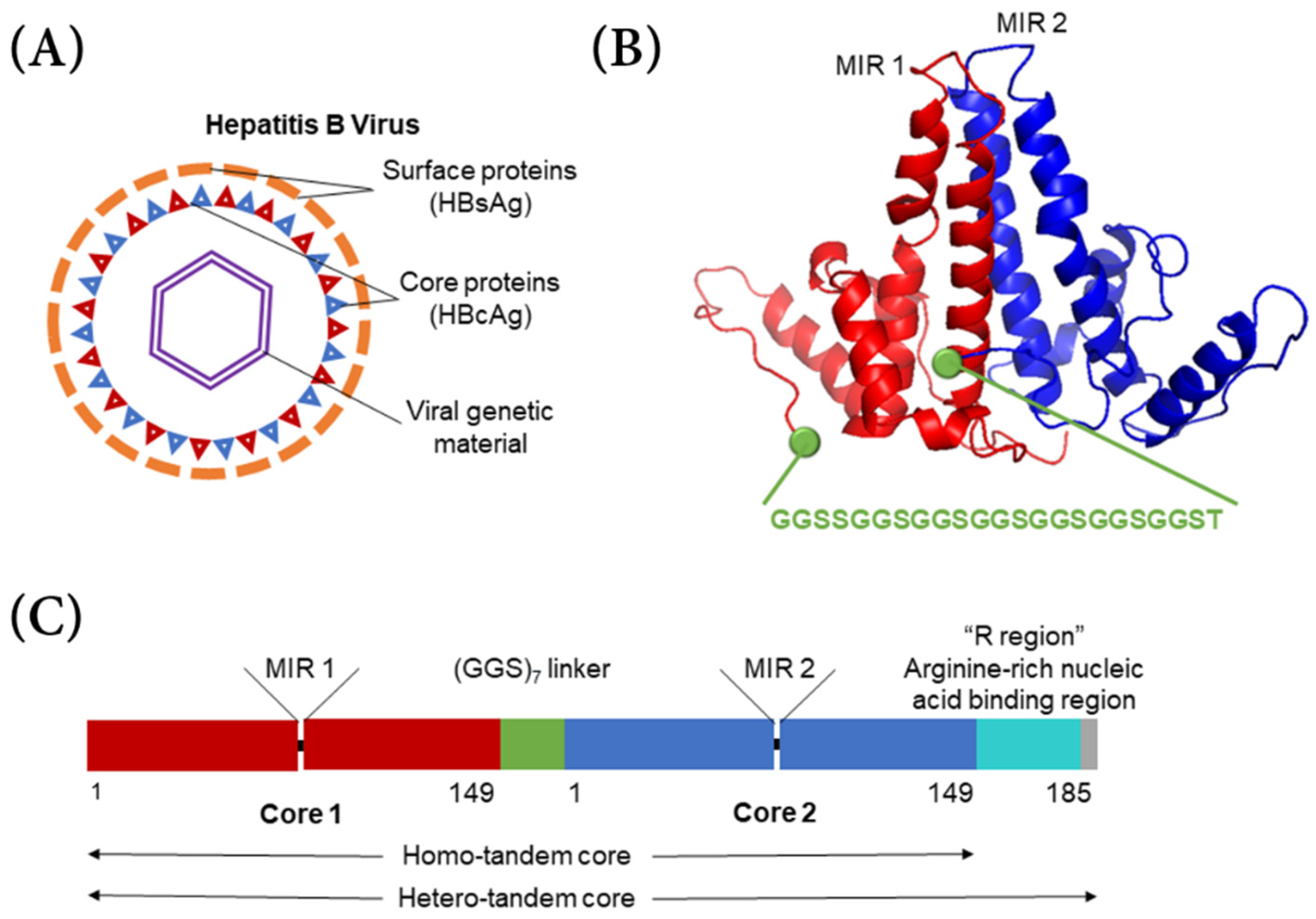HBc-based virus-like particle assembly from inclusion bodies using