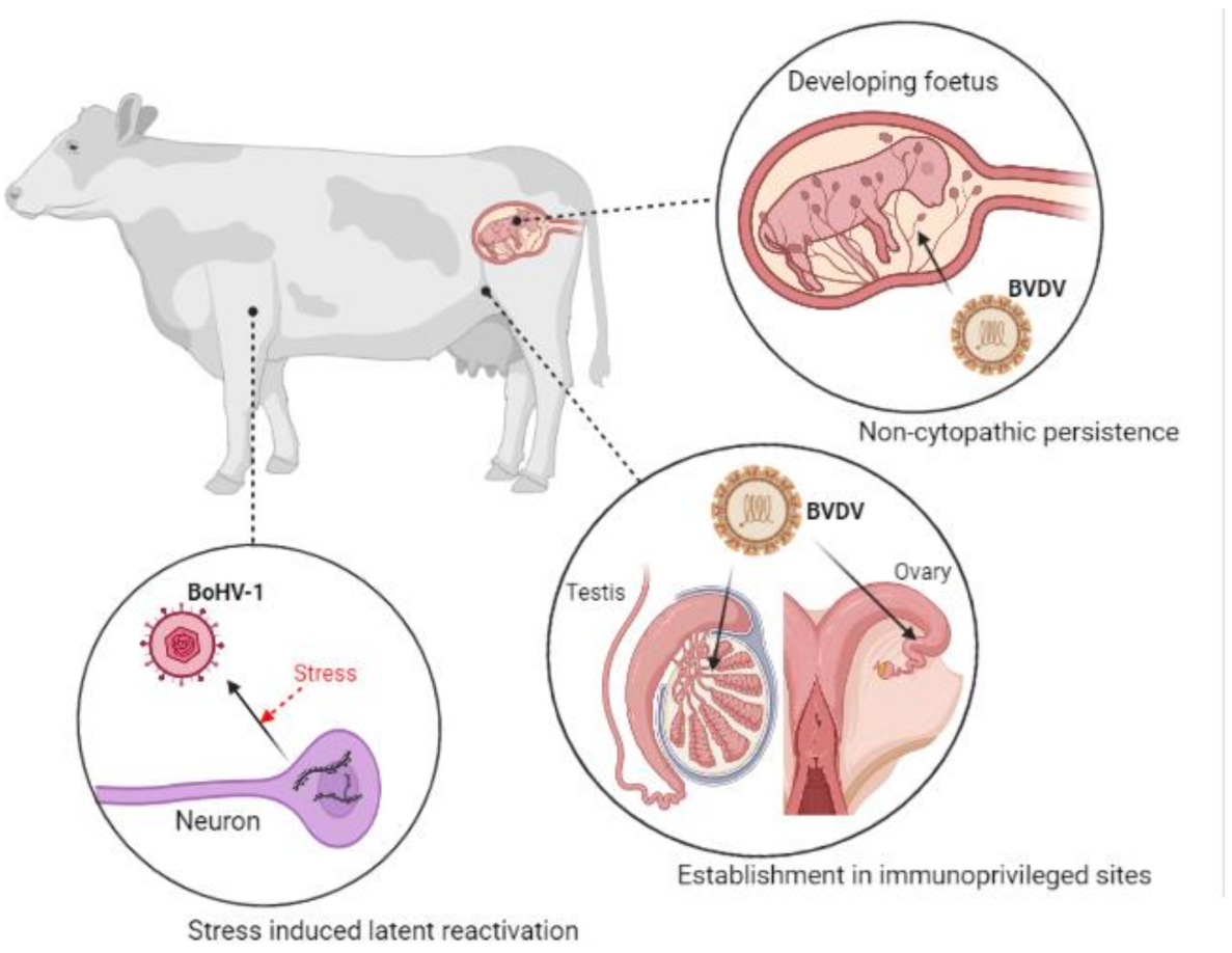 Vaccines 09 00337 g004