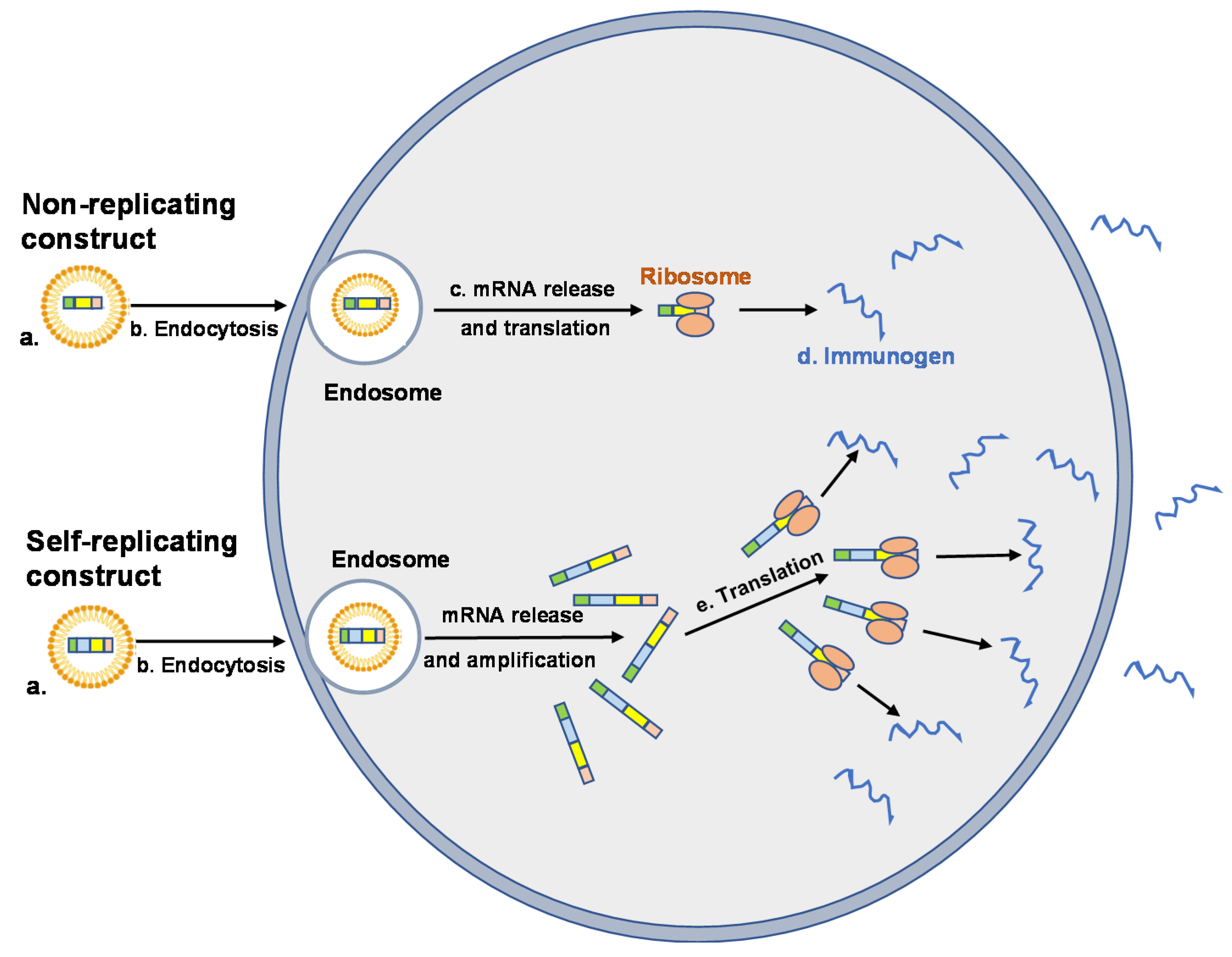 Vaccines 09 00390 g002 Vaccines 09 00390 g002