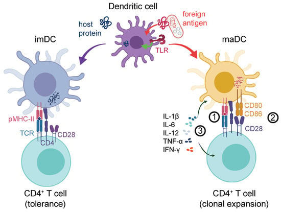 Vaccines | Free Full-Text | Dendritic Cell Tumor Vaccination via Fc ...