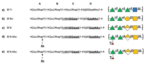 Vaccines Free Full Text Conformational And Immunogenicity Studies Of The Shigella Flexneri Serogroup 6 O Antigen The Effect Of O Acetylation Html