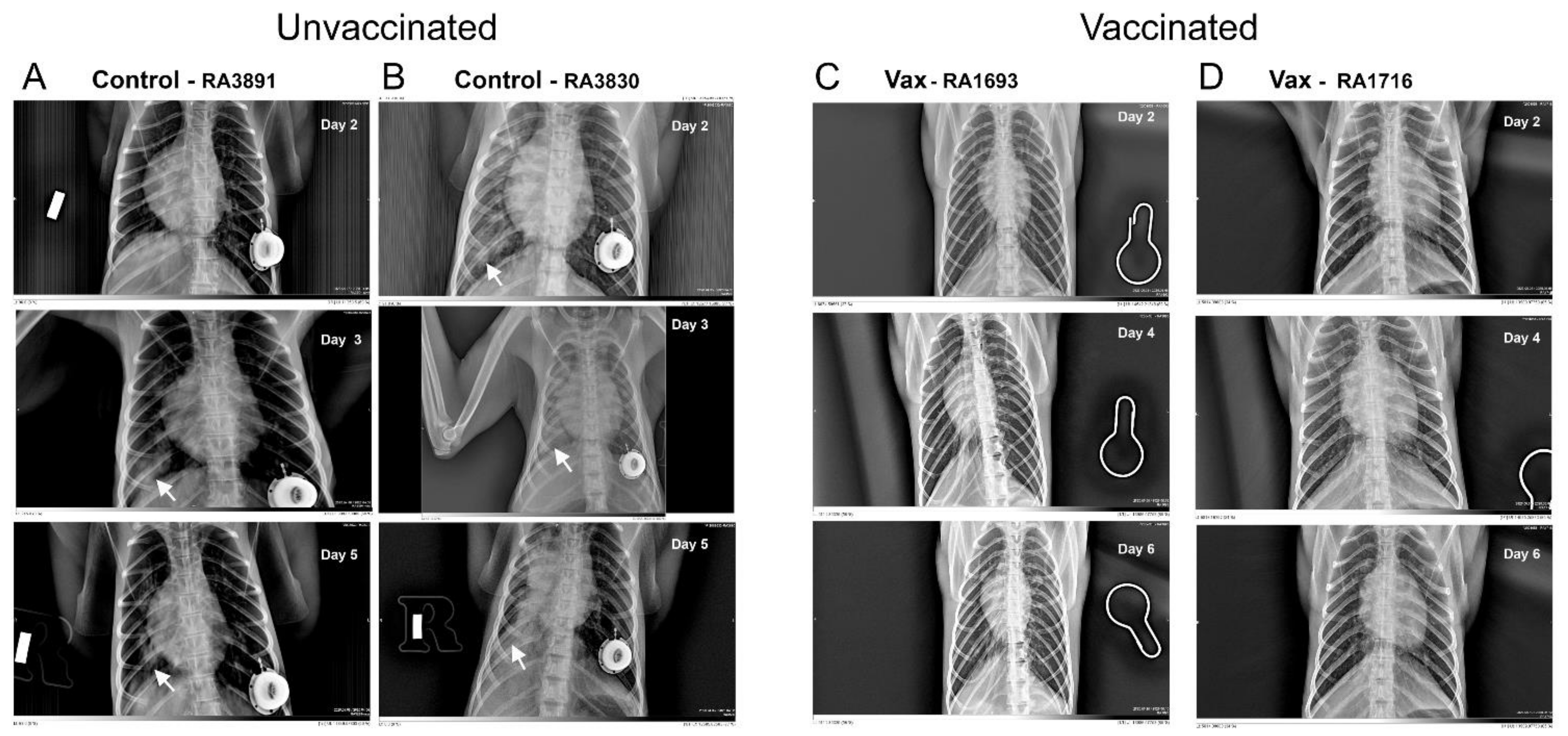 Vaccines 09 00520 g004