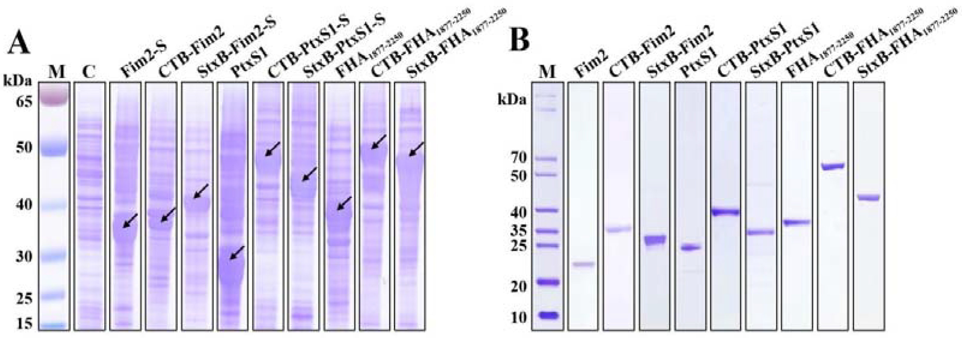 Vaccines 09 00542 g001 Vaccines 09 00542 g001