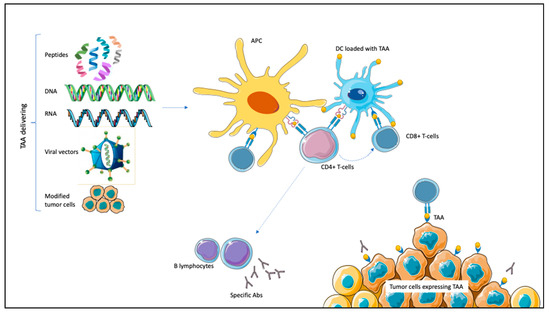 Overview of the single peptides tested for each vaccinee in the 870