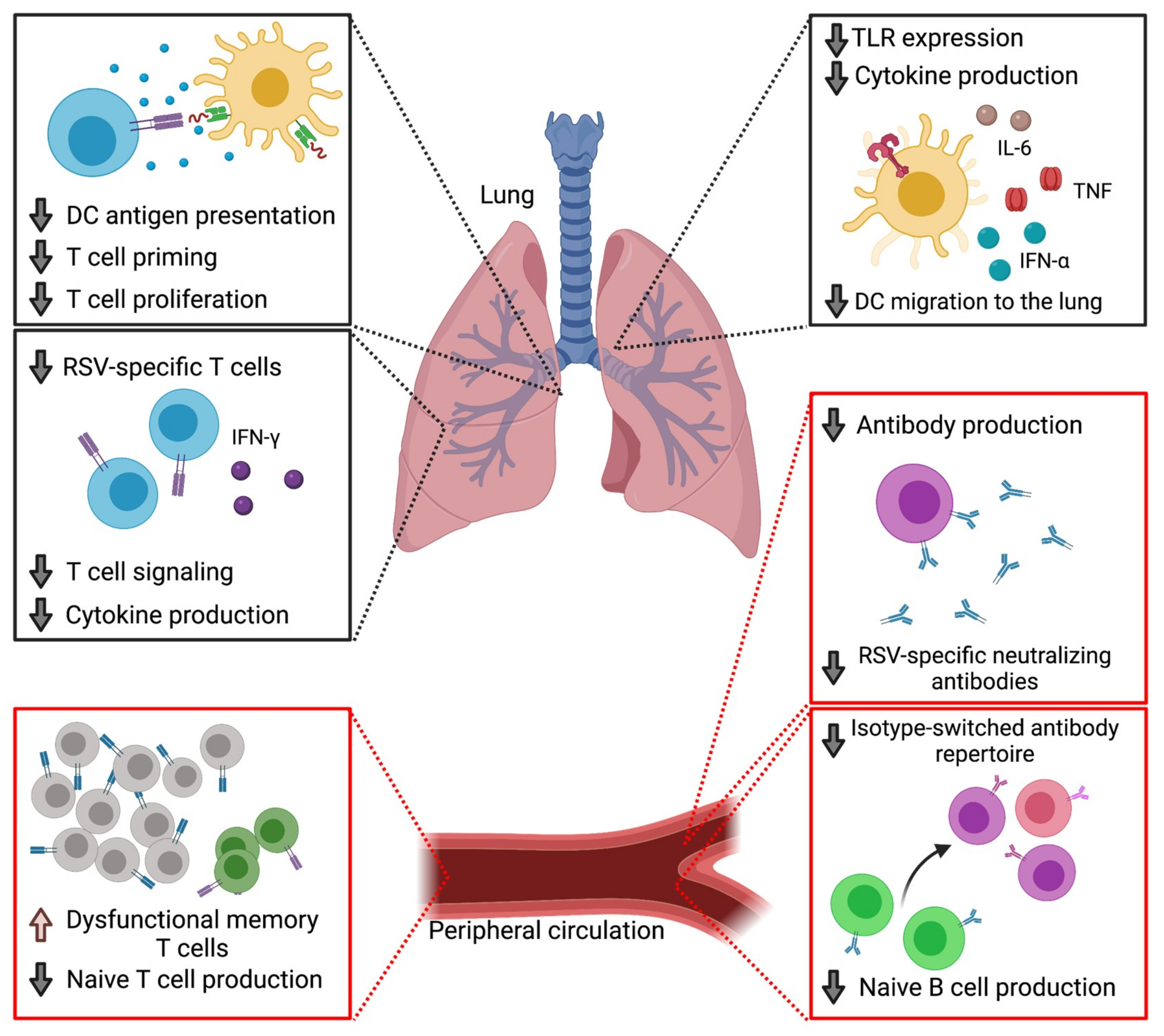 Рнк respiratory syncytial virus. Respiratory syncytial virus. РС вирус. Respiratory syncytial virus отклонение от нормы.