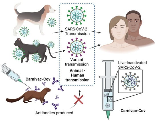 Vaccines | Free Full-Text | A Veterinary Vaccine for SARS-CoV-2: The