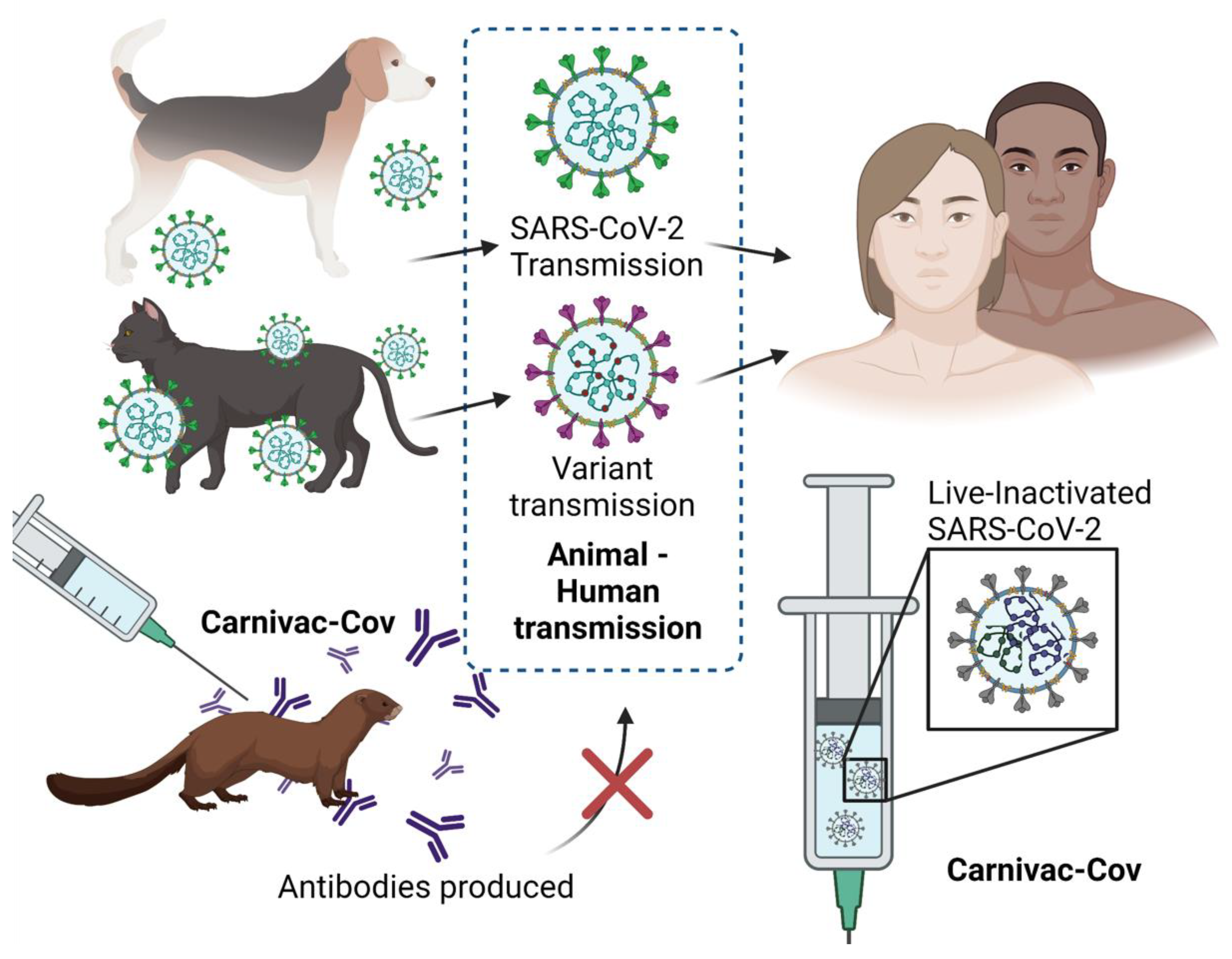 how old a dog for first vaccine