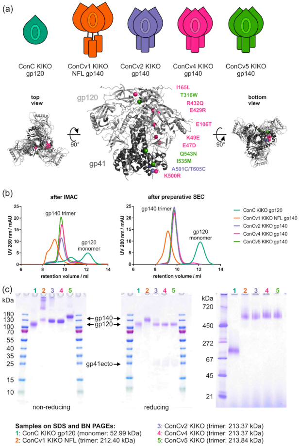 Vaccines | Free Full-Text | Stepwise Conformational Stabilization of a  HIV-1 Clade C Consensus Envelope Trimer Immunogen Impacts the Profile of  Vaccine-Induced Antibody Responses