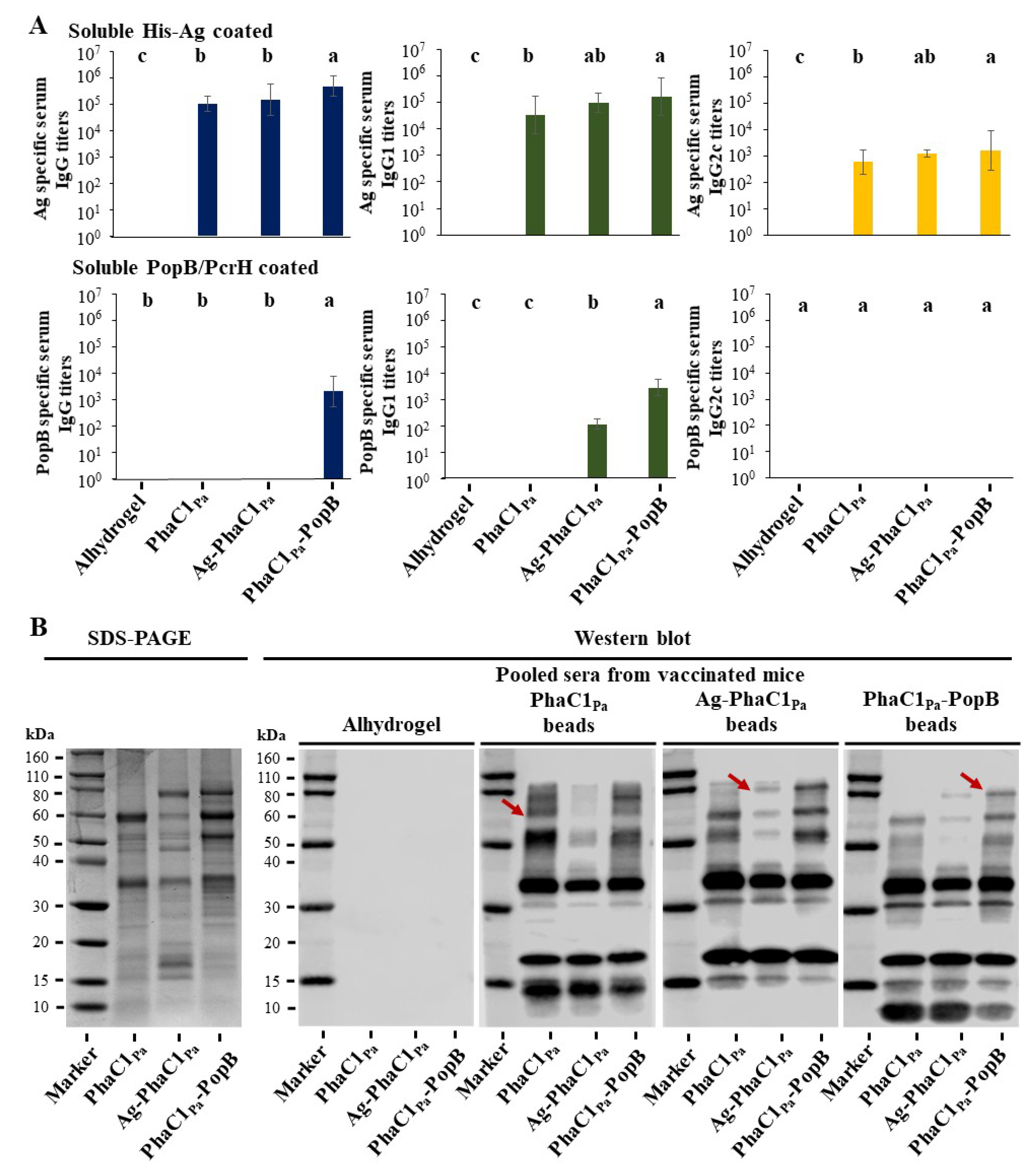 Vaccines 09 00803 g004