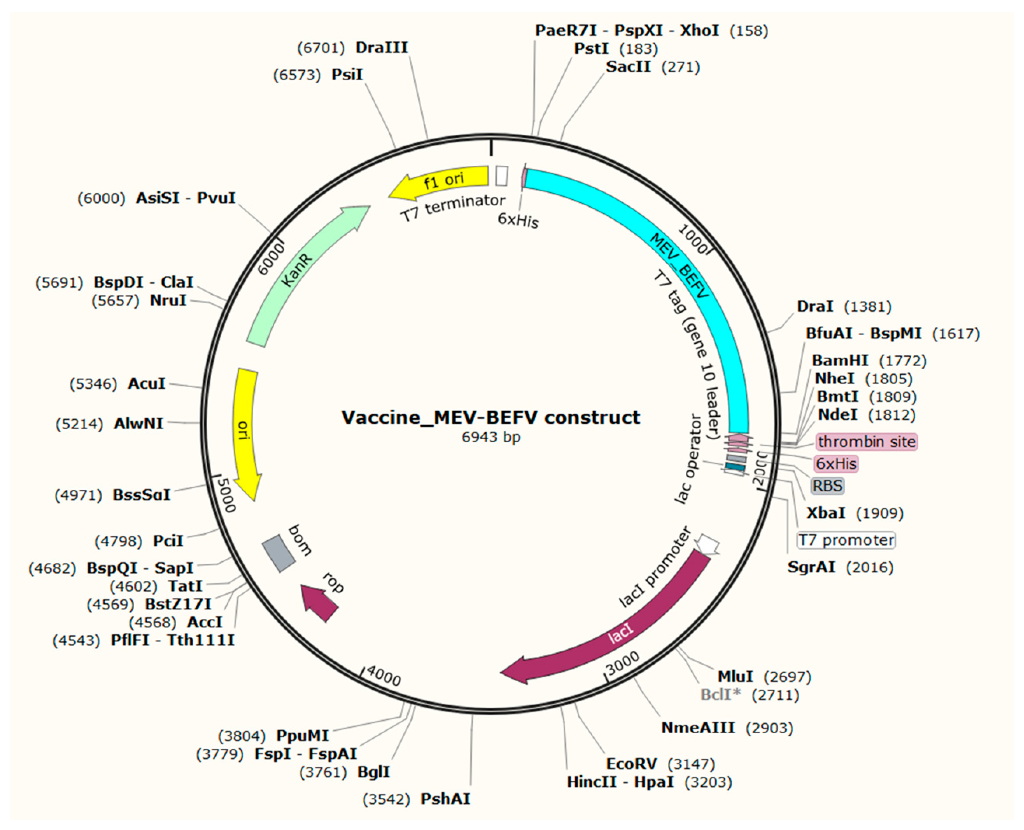 Vaccines 09 00925 g008 Vaccines 09 00925 g008