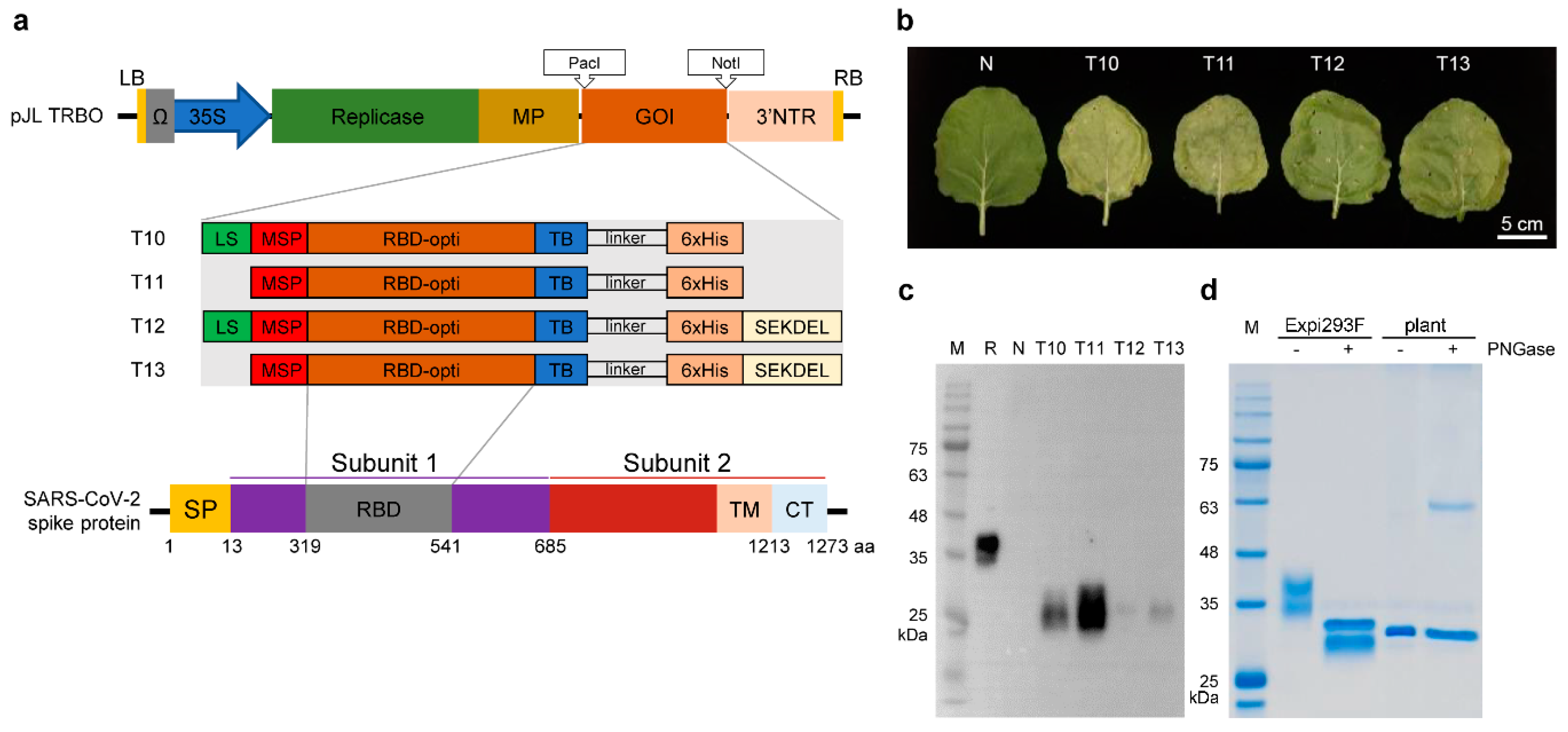 Vaccines 09 00978 g001
