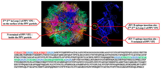 Vaccines | Free Full-Text | A Novel Recombinant Virus-Like Particles ...