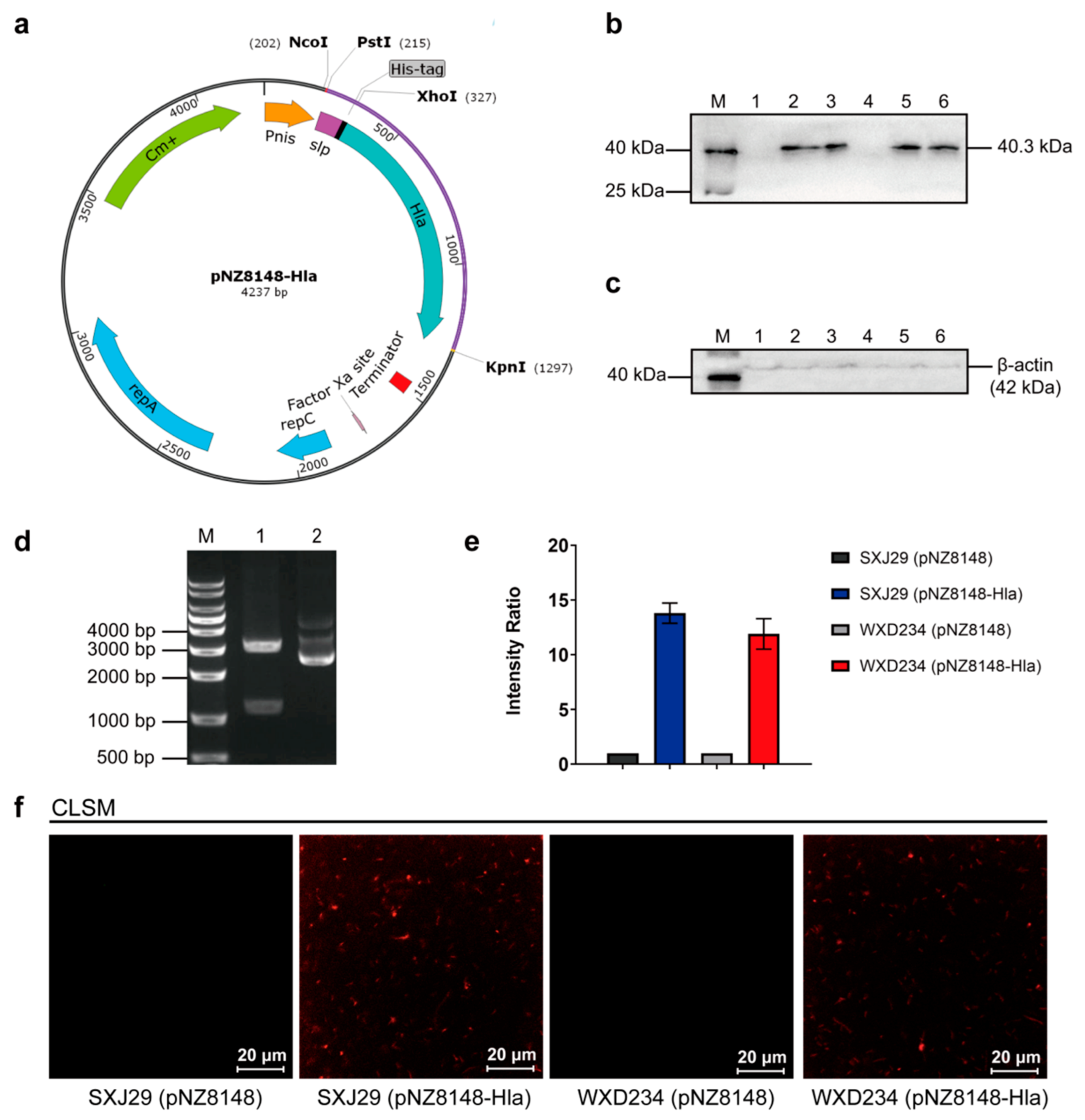 Vaccines 09 00984 g001