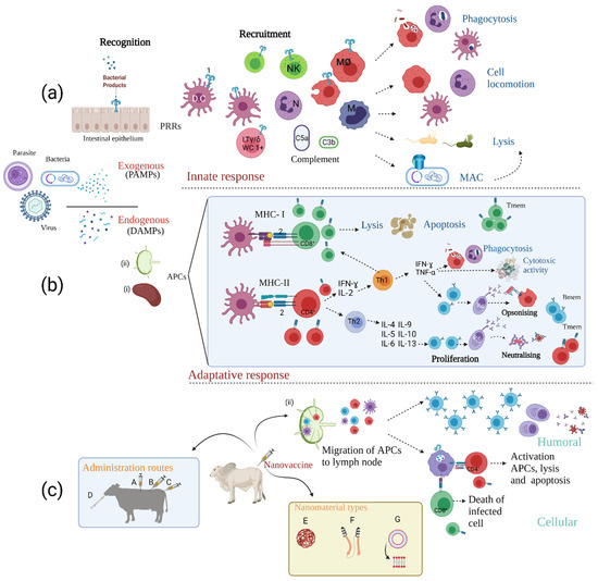 Vaccines | Free Full-Text | Nanovaccines against Animal Pathogens: The ...