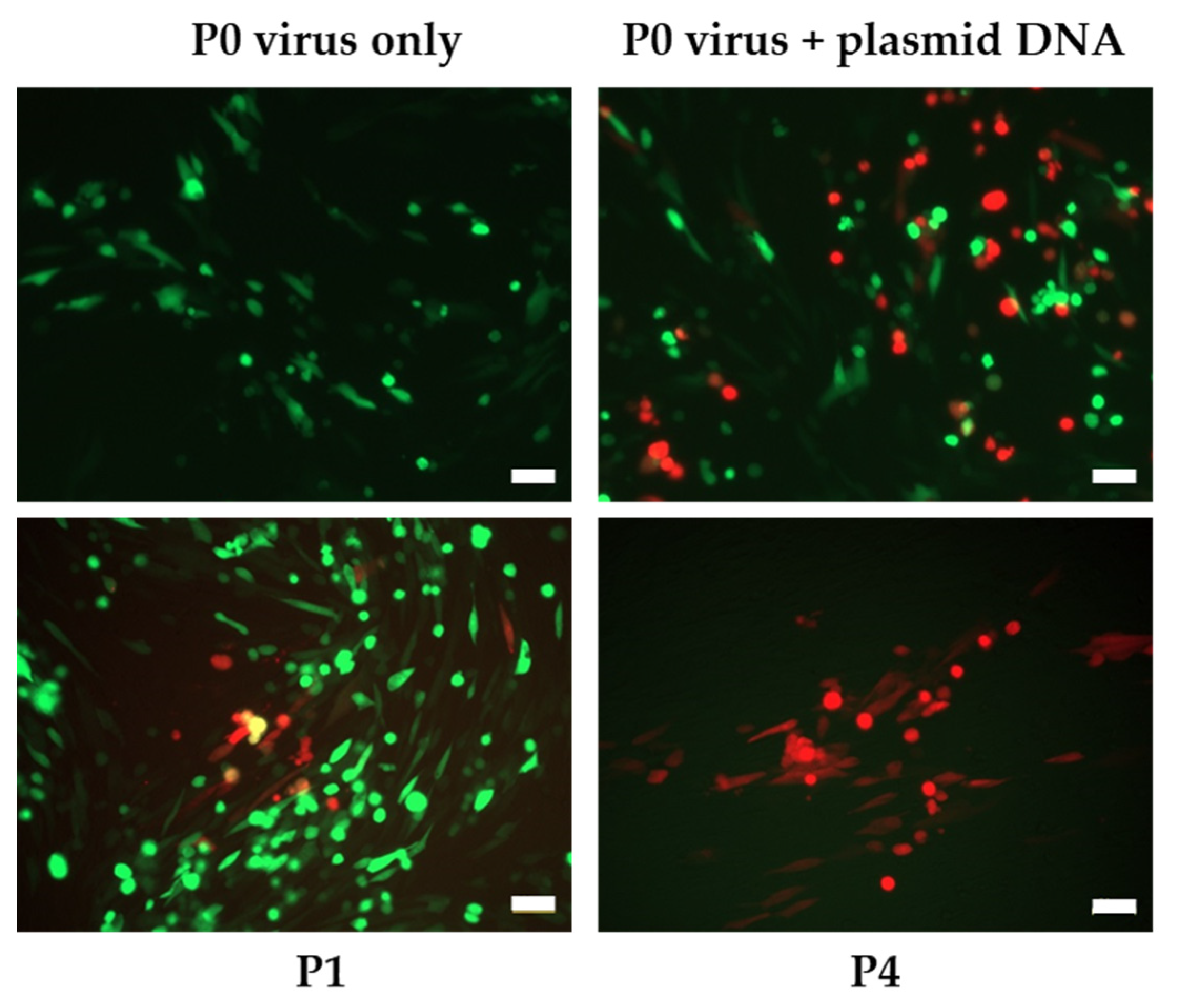 Vaccines 09 01131 g002