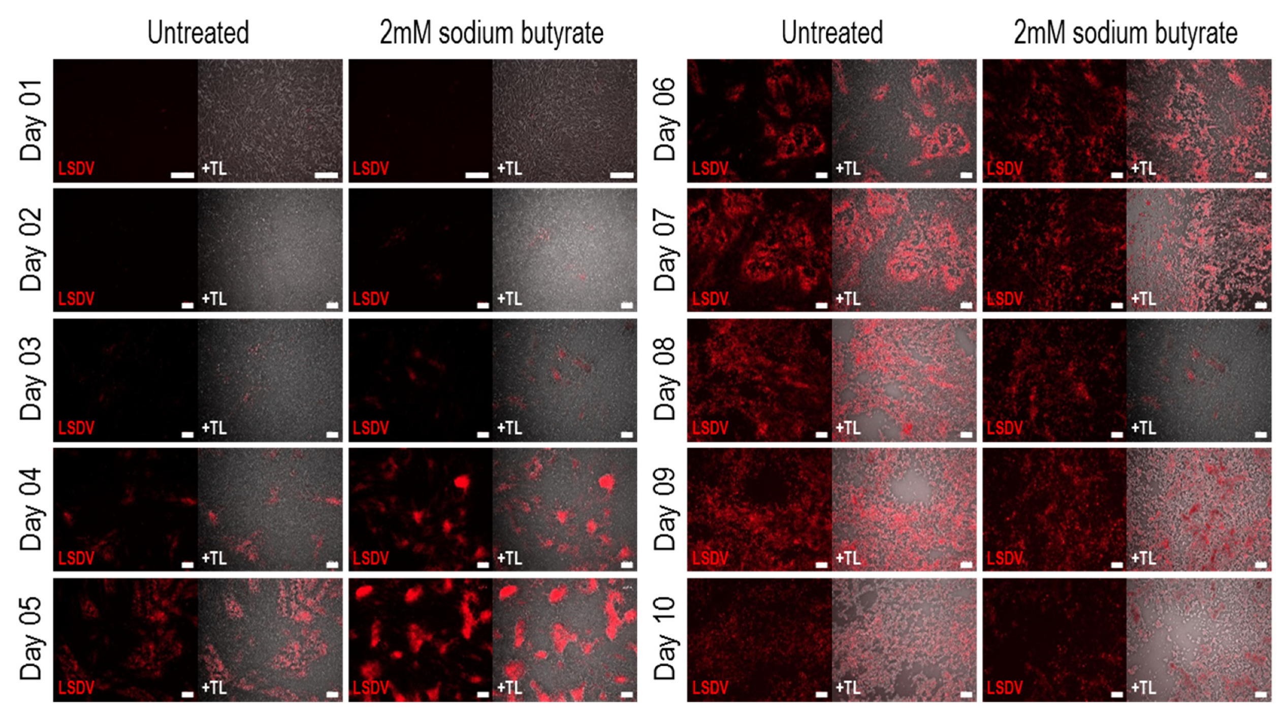 Vaccines 09 01131 g003