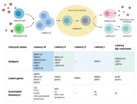 Vaccines | Free Full-Text | Prophylactic and Therapeutic EBV