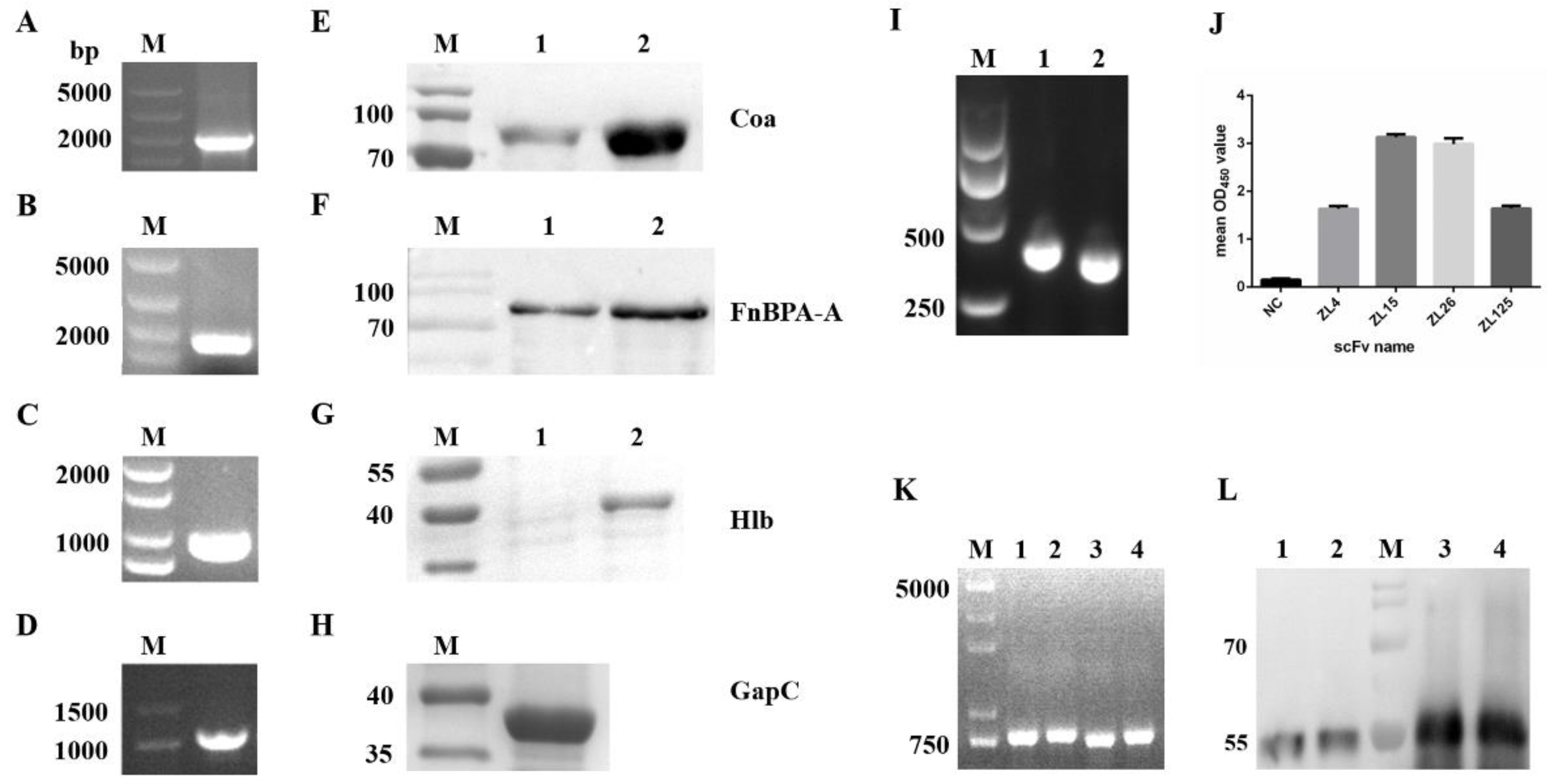Vaccines 09 01300 g001